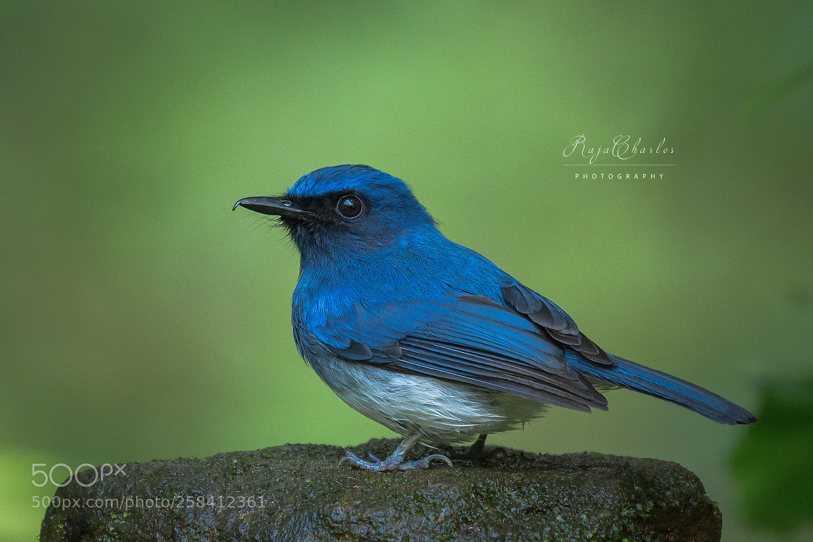 Nikon D810 sample photo. White bellied blue flycather photography
