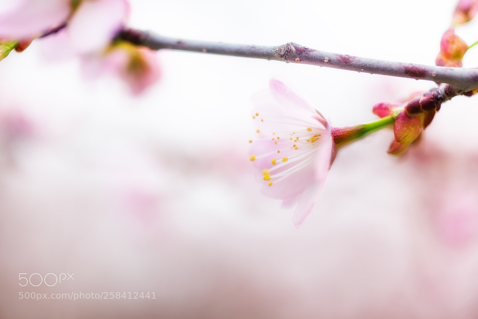 Nikon D810 sample photo. Cherry blossom photography