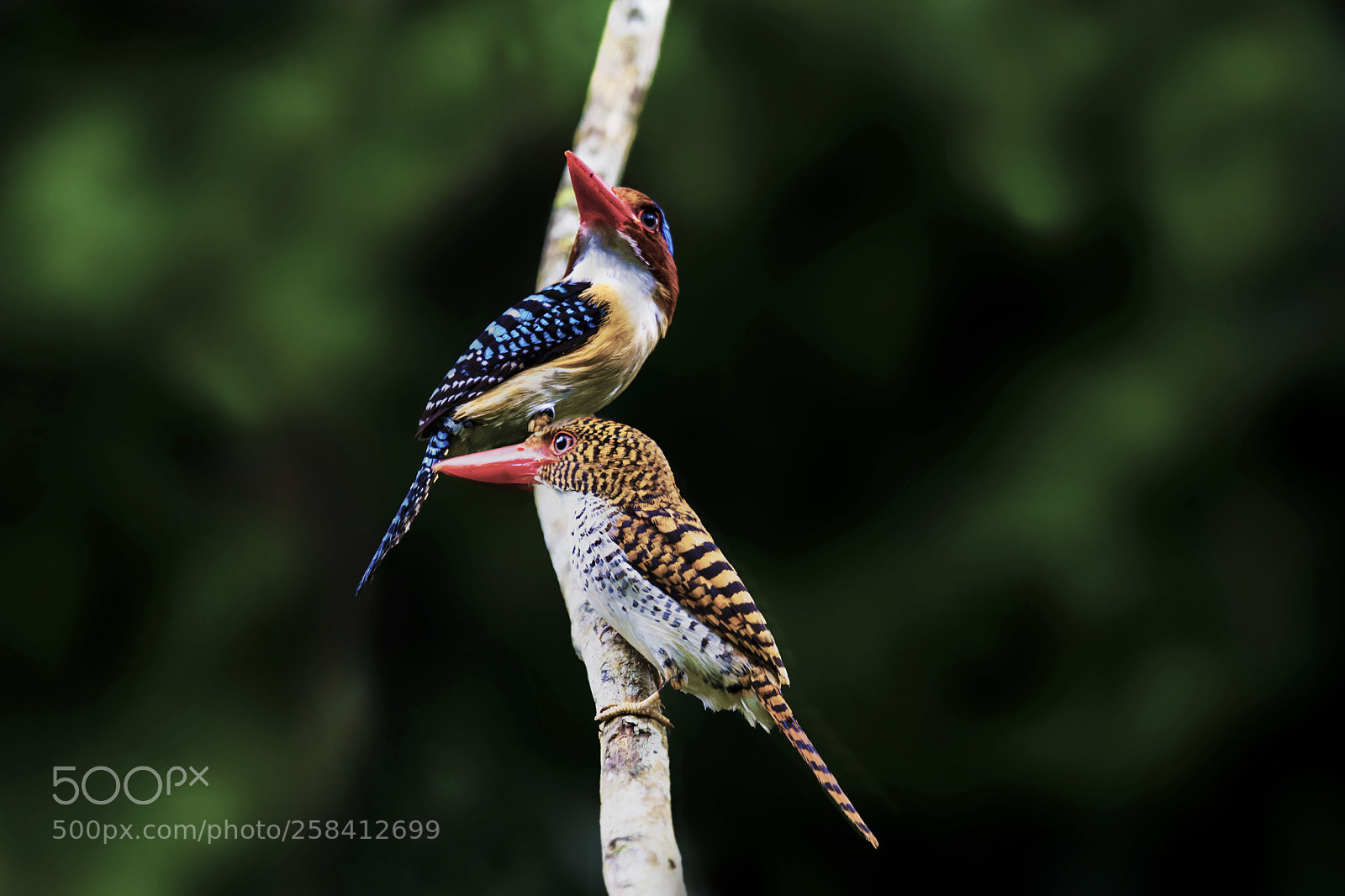 Nikon D4 sample photo. Banded kingfisher photography