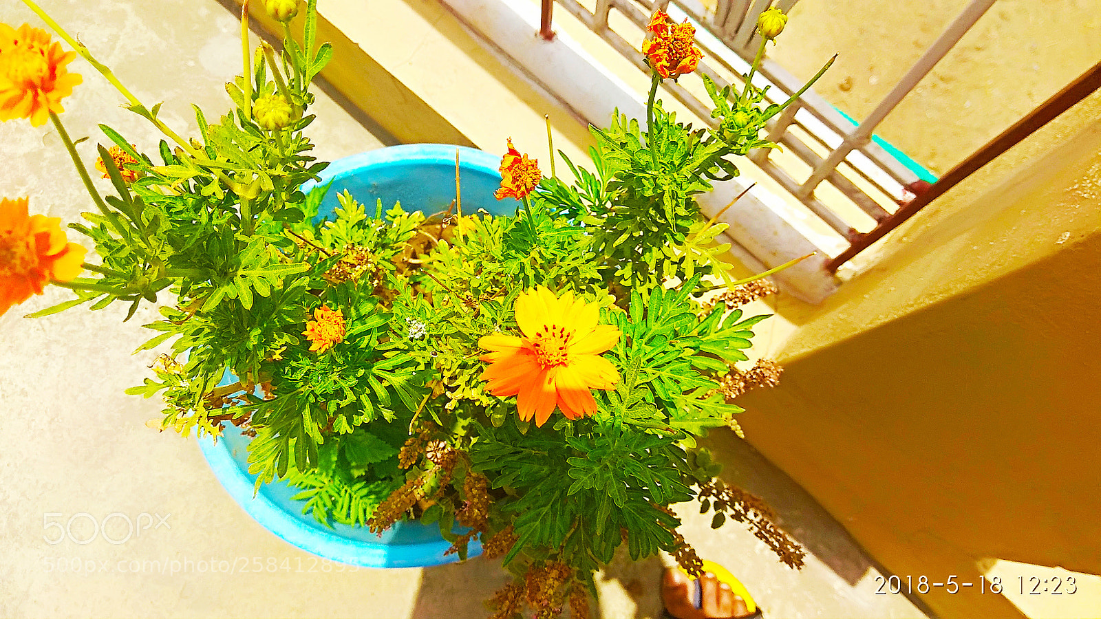 Xiaomi Redmi Note 4 sample photo. Flower photography