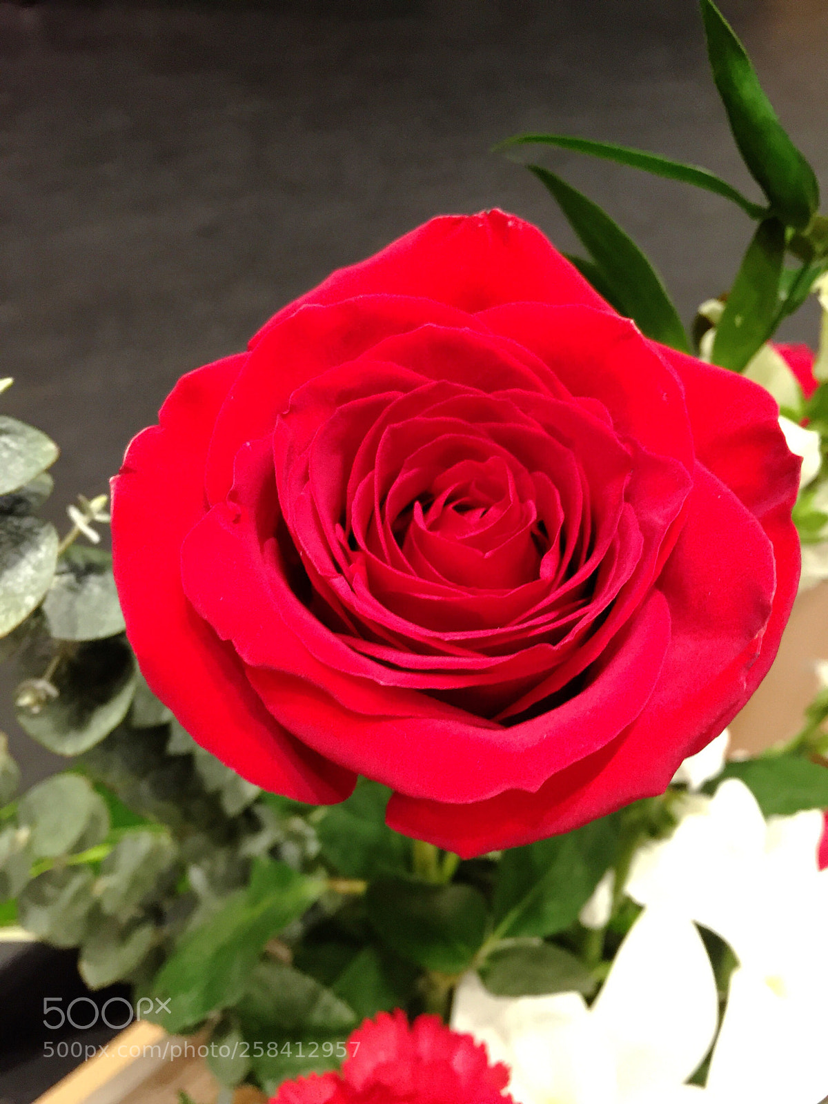 Apple iPhone 6 Plus sample photo. Today’s flower  photography