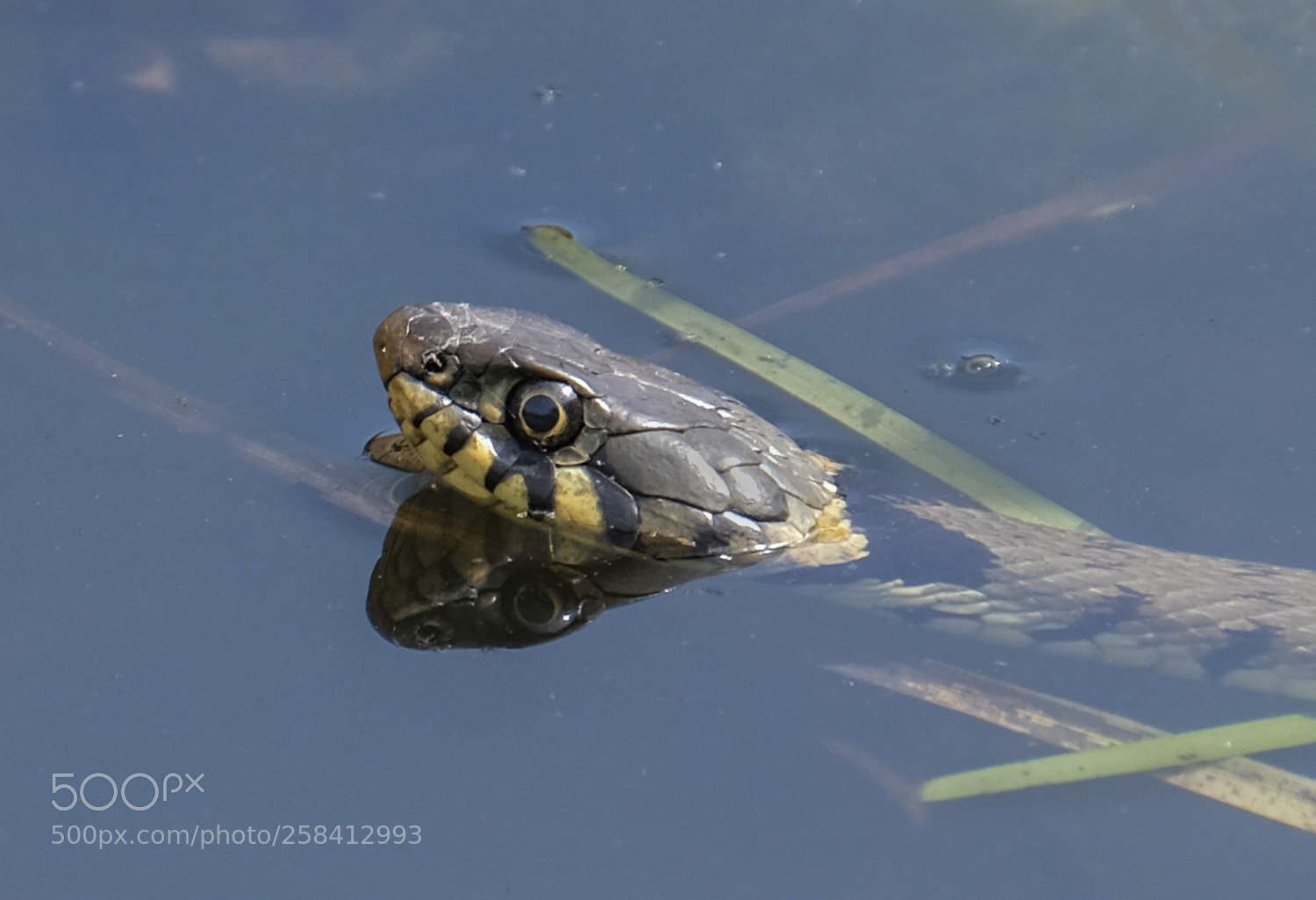 Fujifilm X-T2 sample photo. Grass snake photography