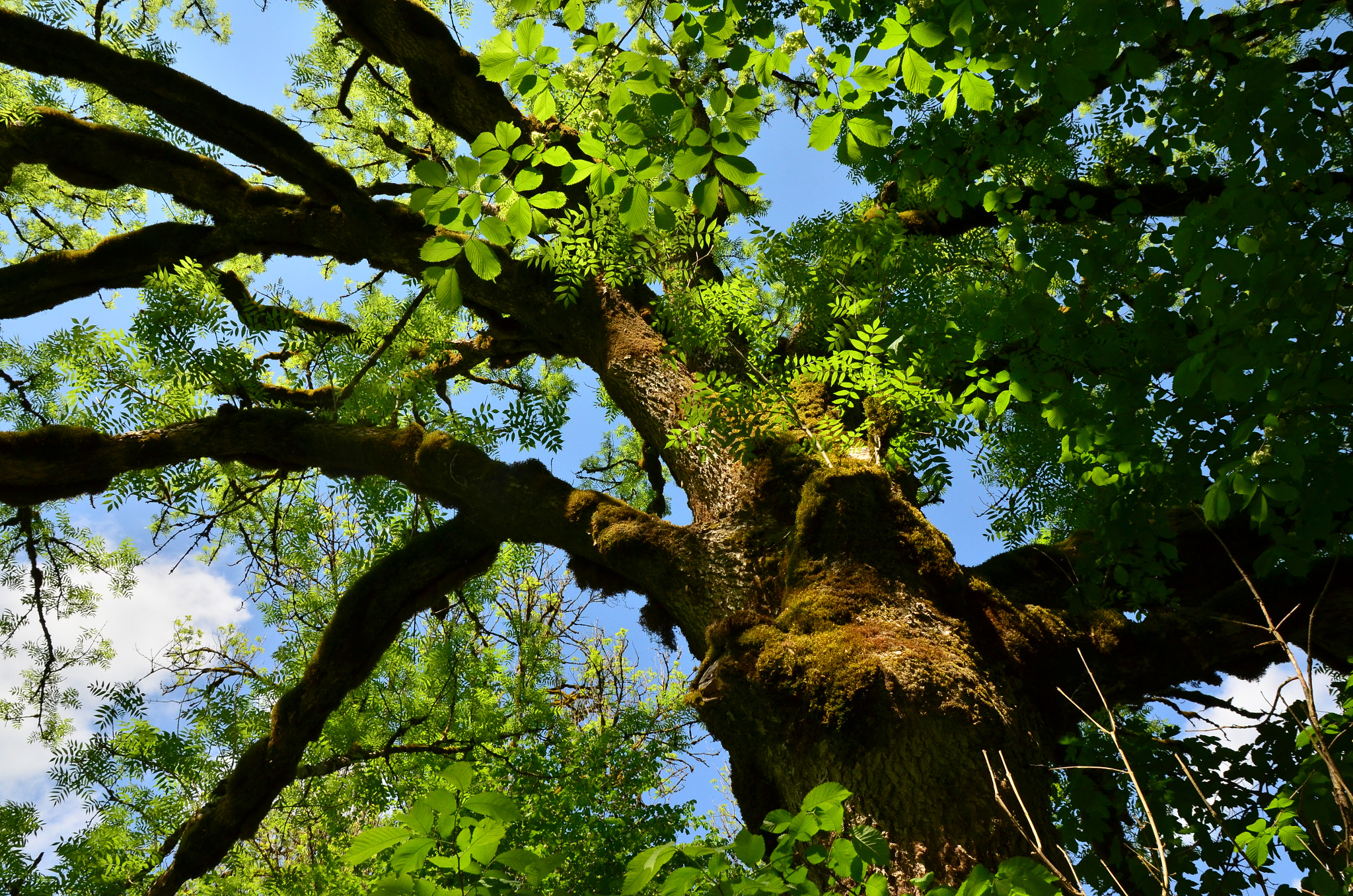 Sigma 17-70mm F2.8-4 DC Macro OS HSM | C sample photo. Wood upwards photography