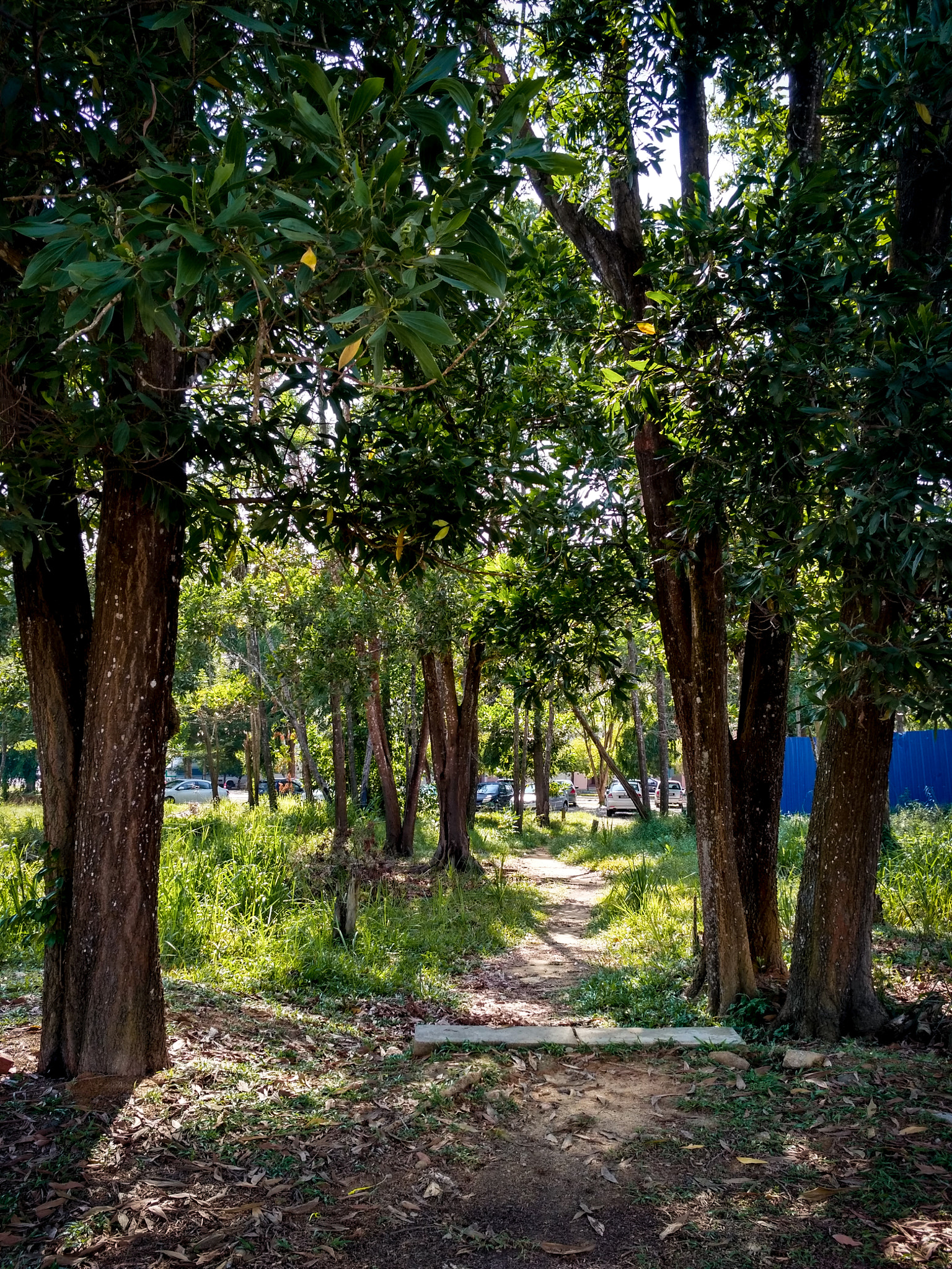 Xiaomi Redmi 3X sample photo