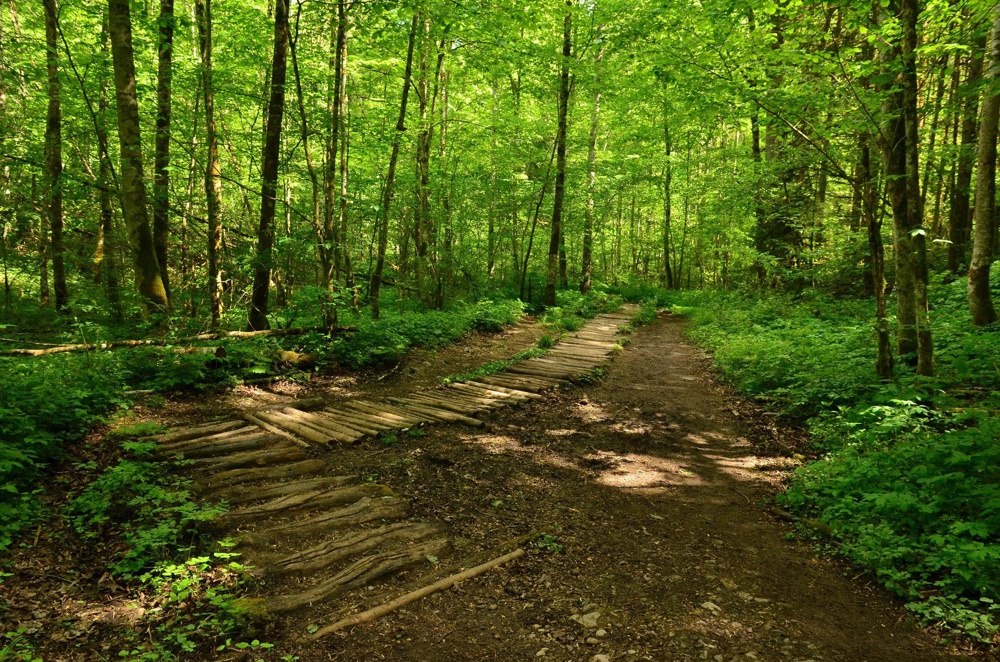Sigma 17-70mm F2.8-4 DC Macro OS HSM | C sample photo. Wooded pathway photography