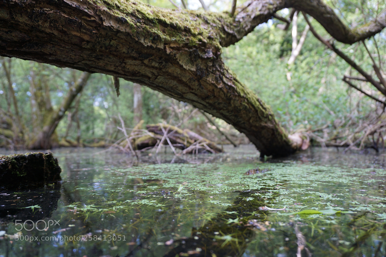 Sony a6000 sample photo. Dsc photography