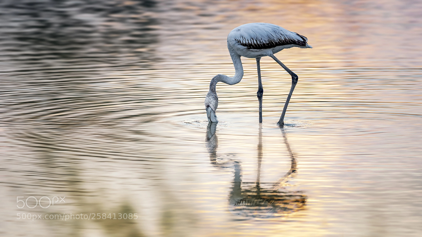 Panasonic Lumix DC-G9 sample photo. Flamingo @ sunrise photography