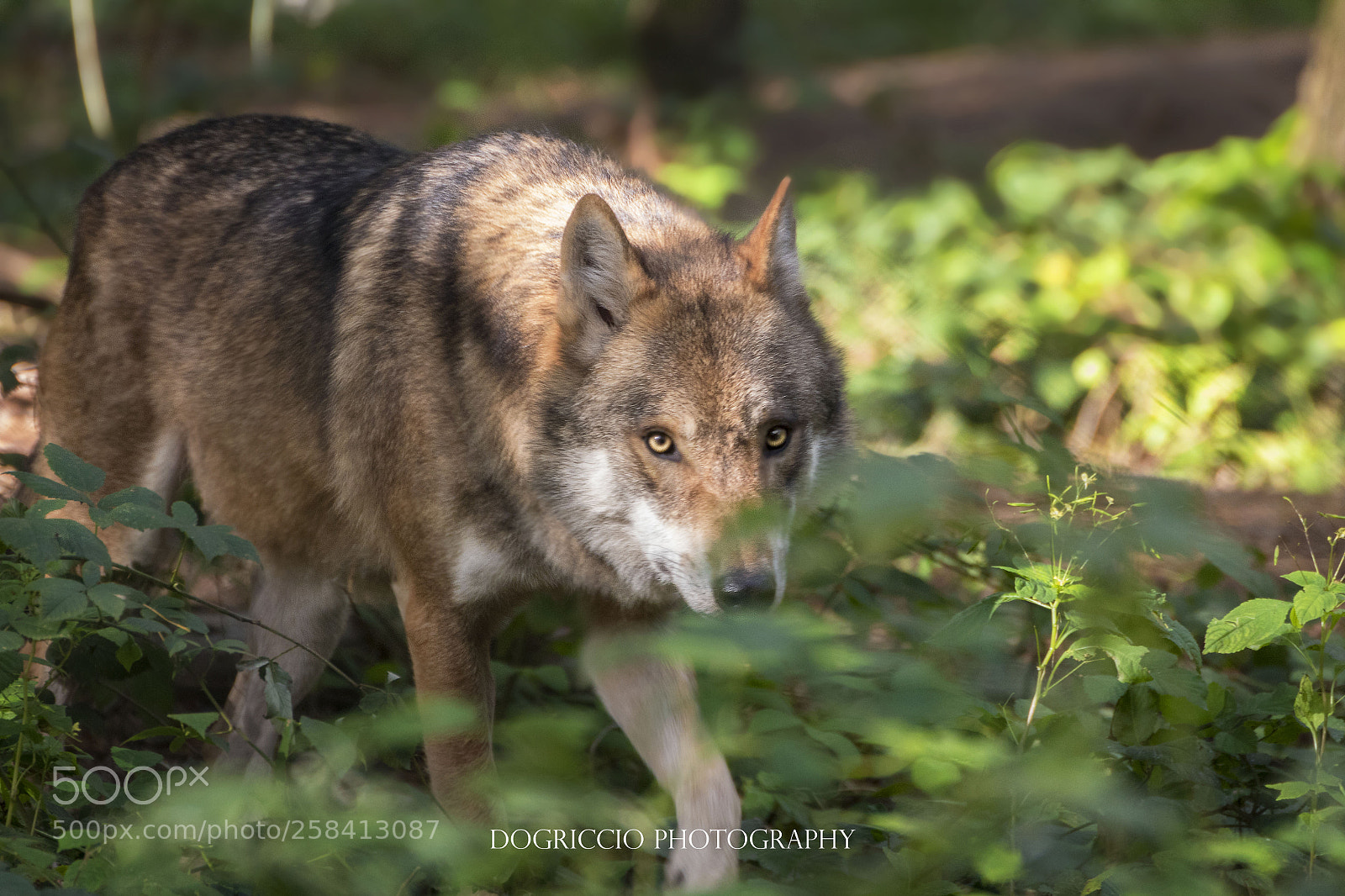 Canon EOS 1300D (EOS Rebel T6 / EOS Kiss X80) sample photo. European wolf photography