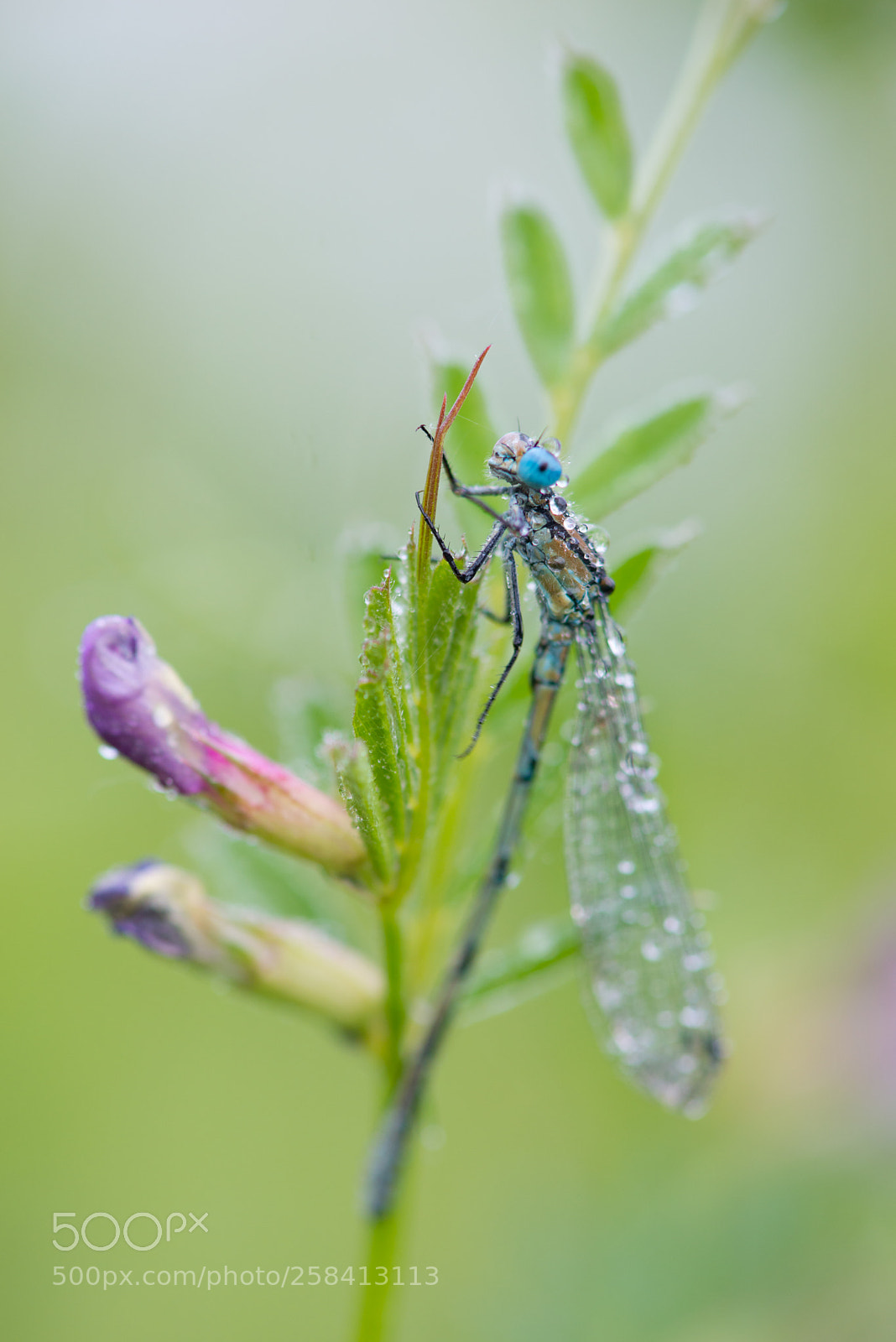 Nikon D800 sample photo. Fresh eyes photography