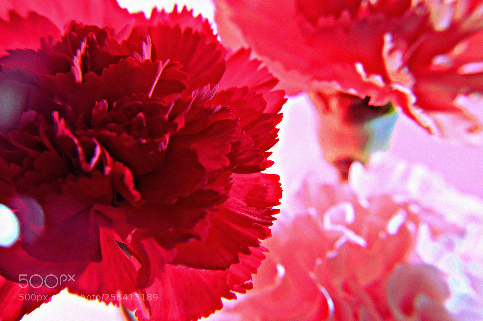 Canon EOS 6D + Canon EF 24-105mm F4L IS USM sample photo. Carnations photography