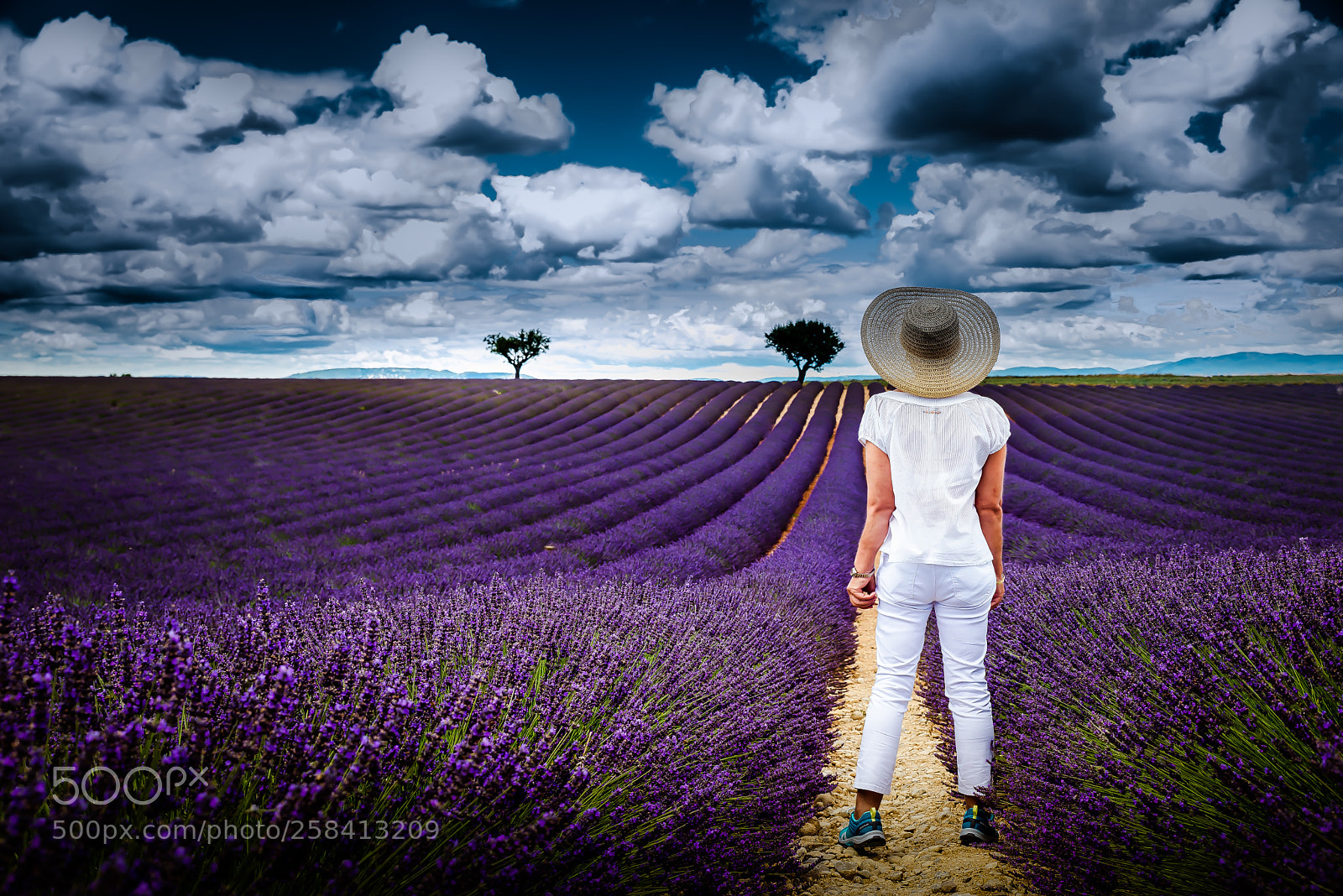 Nikon D610 sample photo. Lavender photography