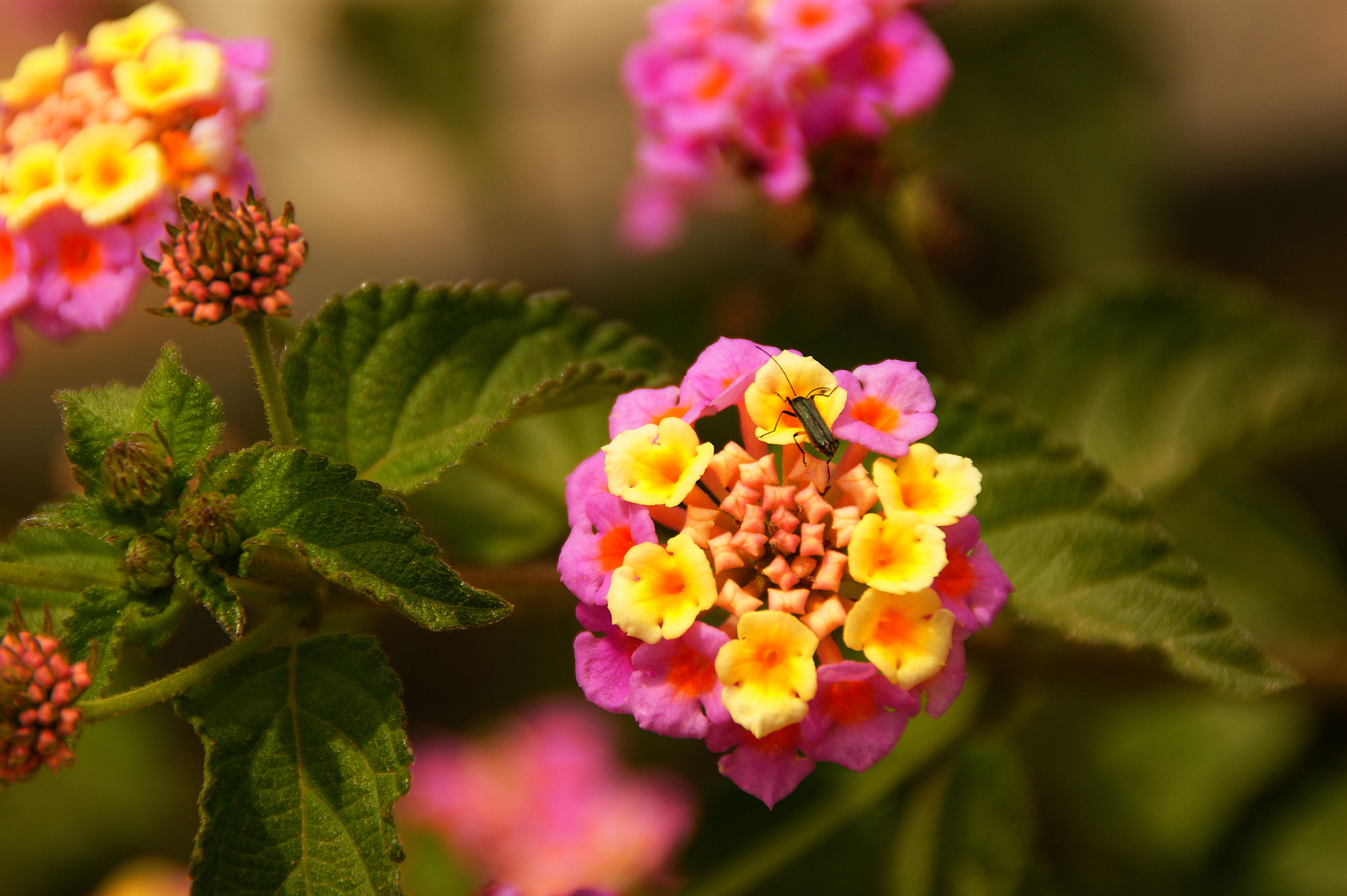 Sony Alpha DSLR-A350 + Sony DT 18-200mm F3.5-6.3 sample photo. The hungry insect ... photography