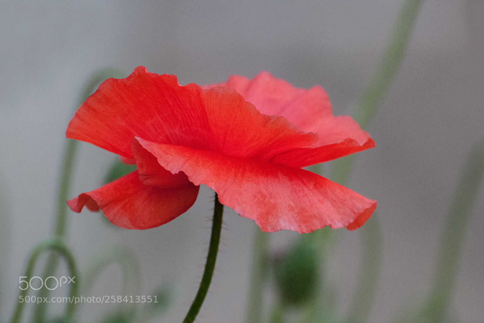 Nikon D300 sample photo. Pavot photography