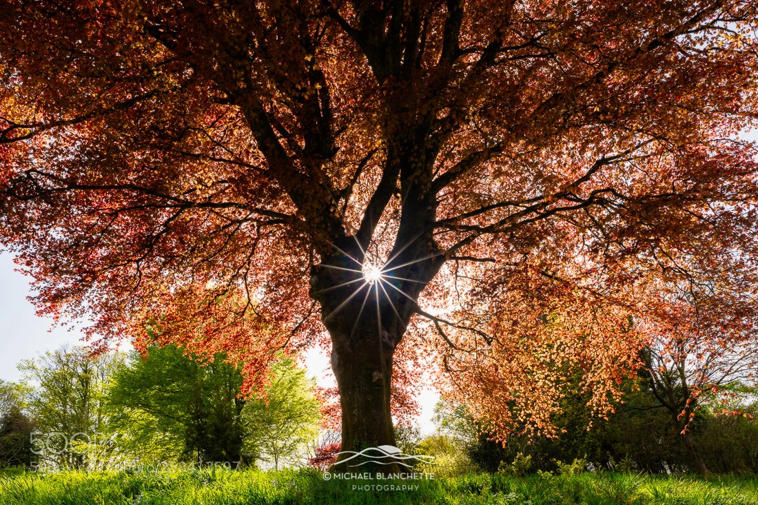 Nikon D850 sample photo. Sun in copper beech photography
