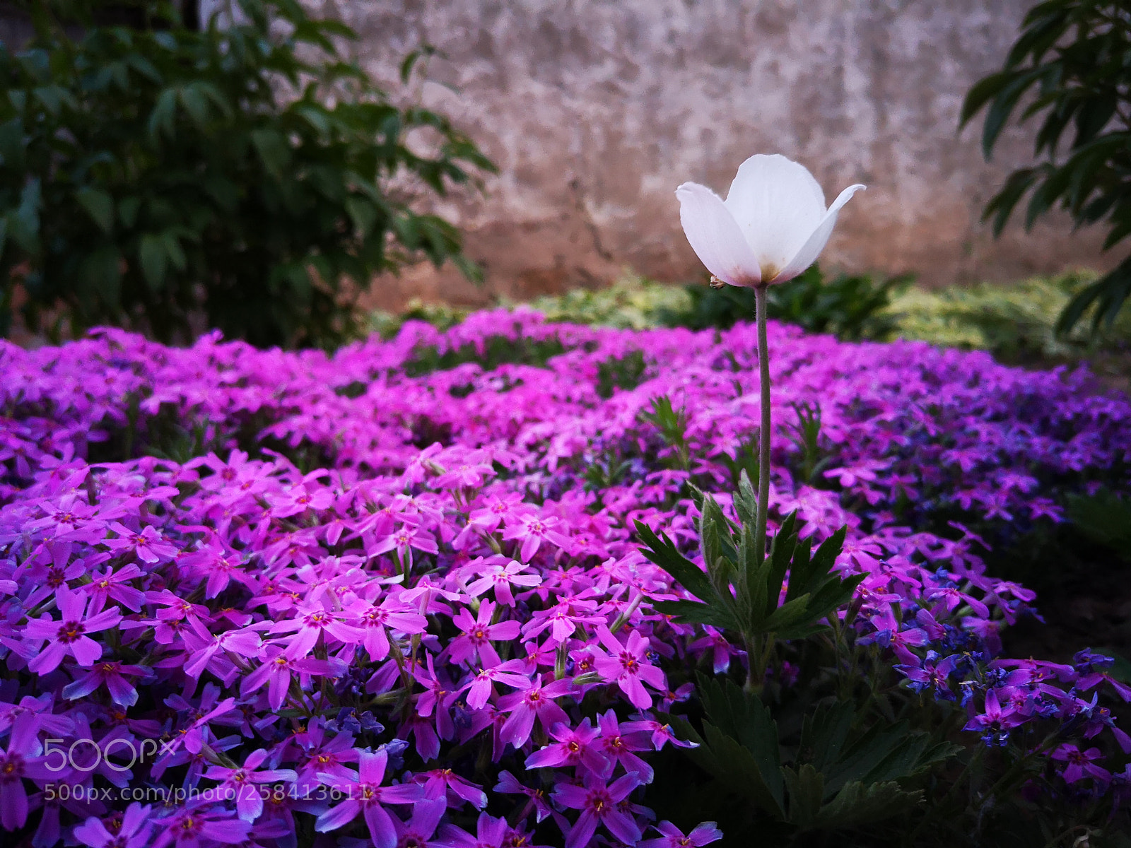 HUAWEI P20 sample photo. Lonely flower photography