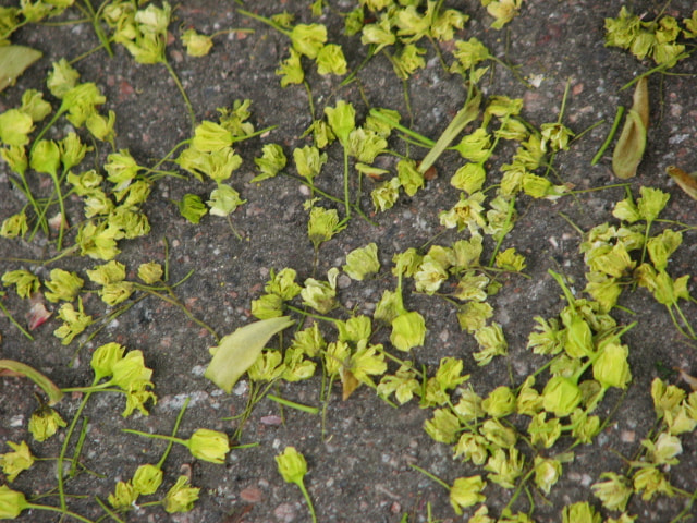 Canon POWERSHOT S3 IS sample photo. Greenflowers photography