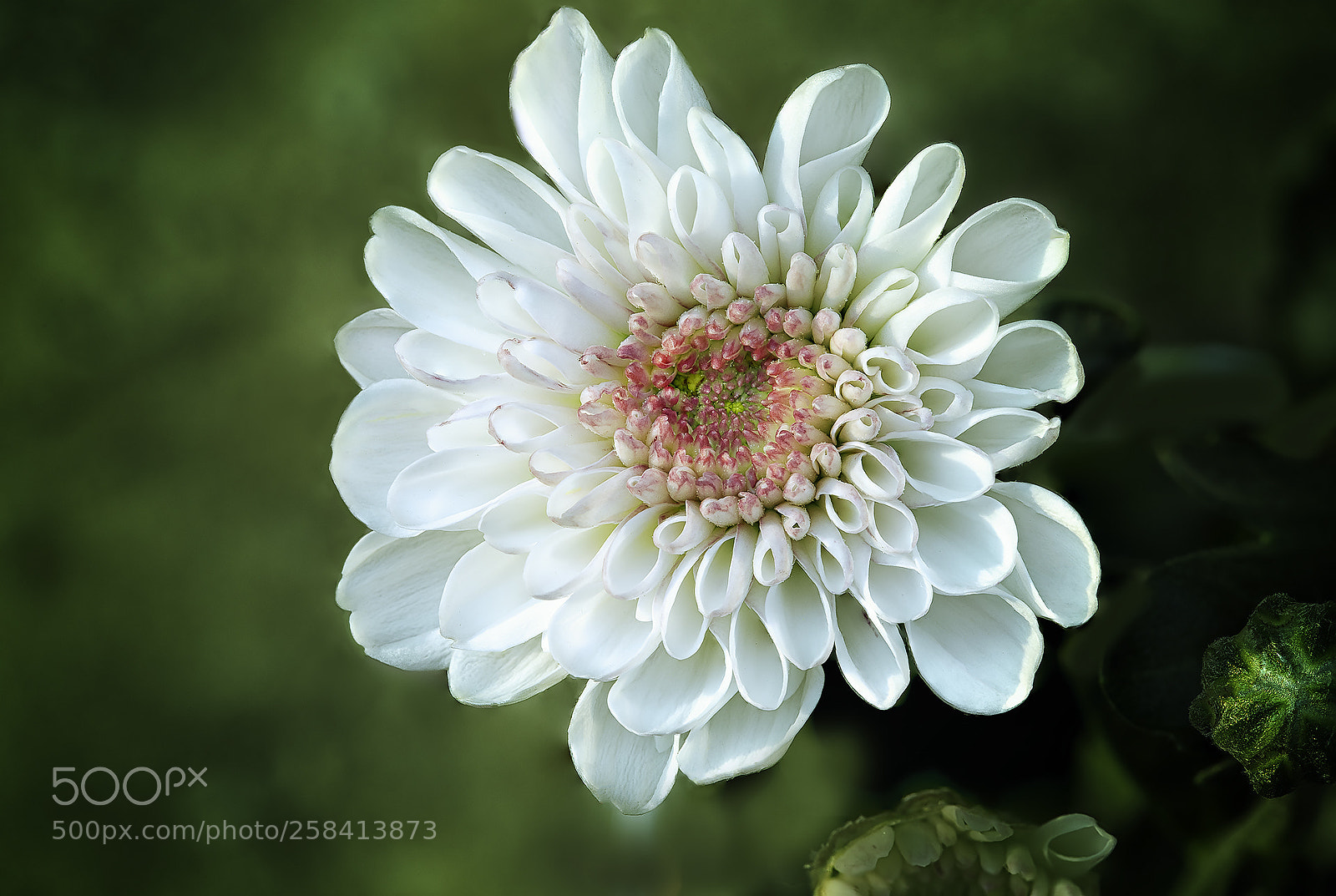 Canon EOS 5D Mark IV sample photo. Untitled photography