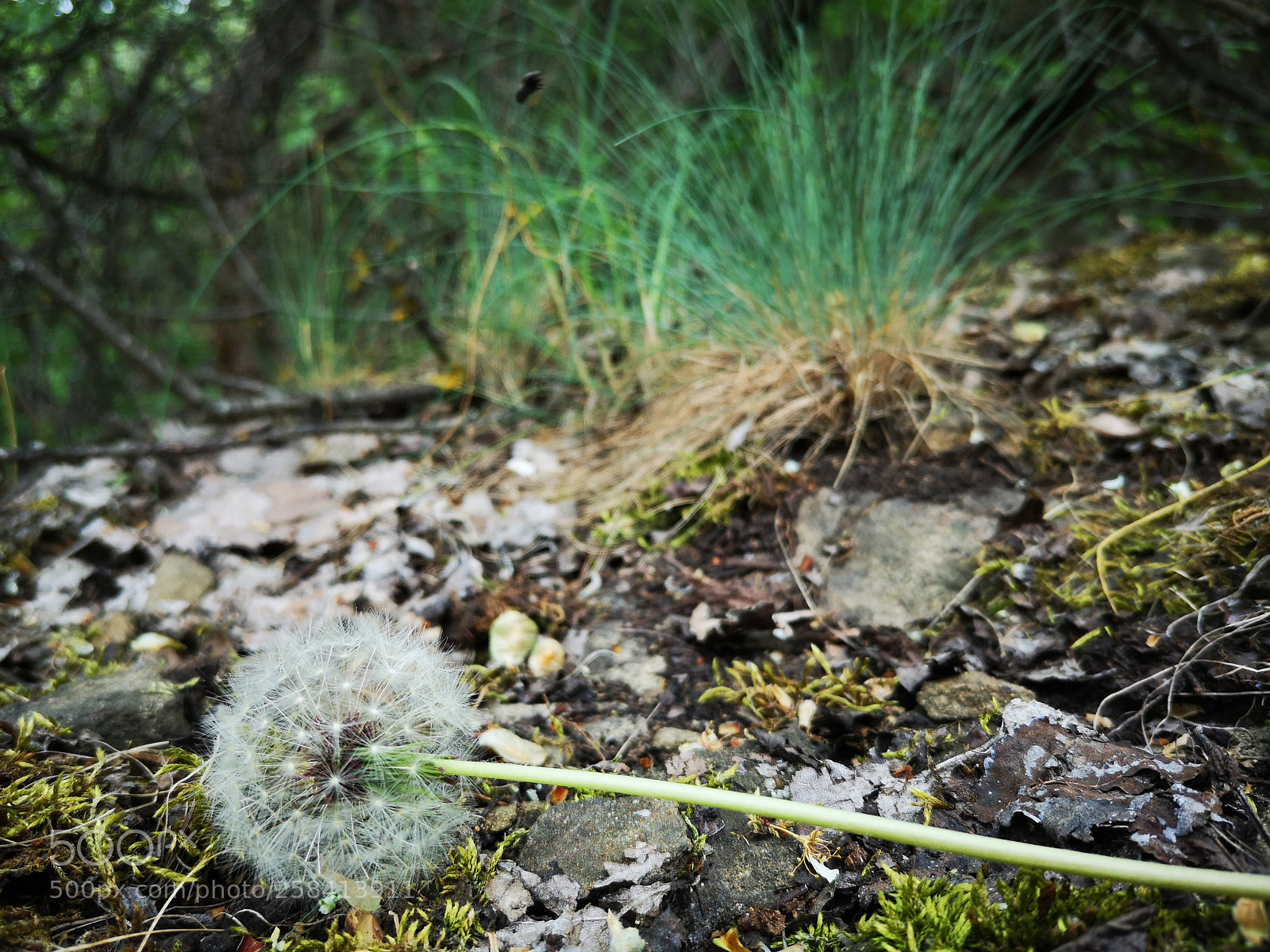 HUAWEI P20 sample photo. Dandelion photography