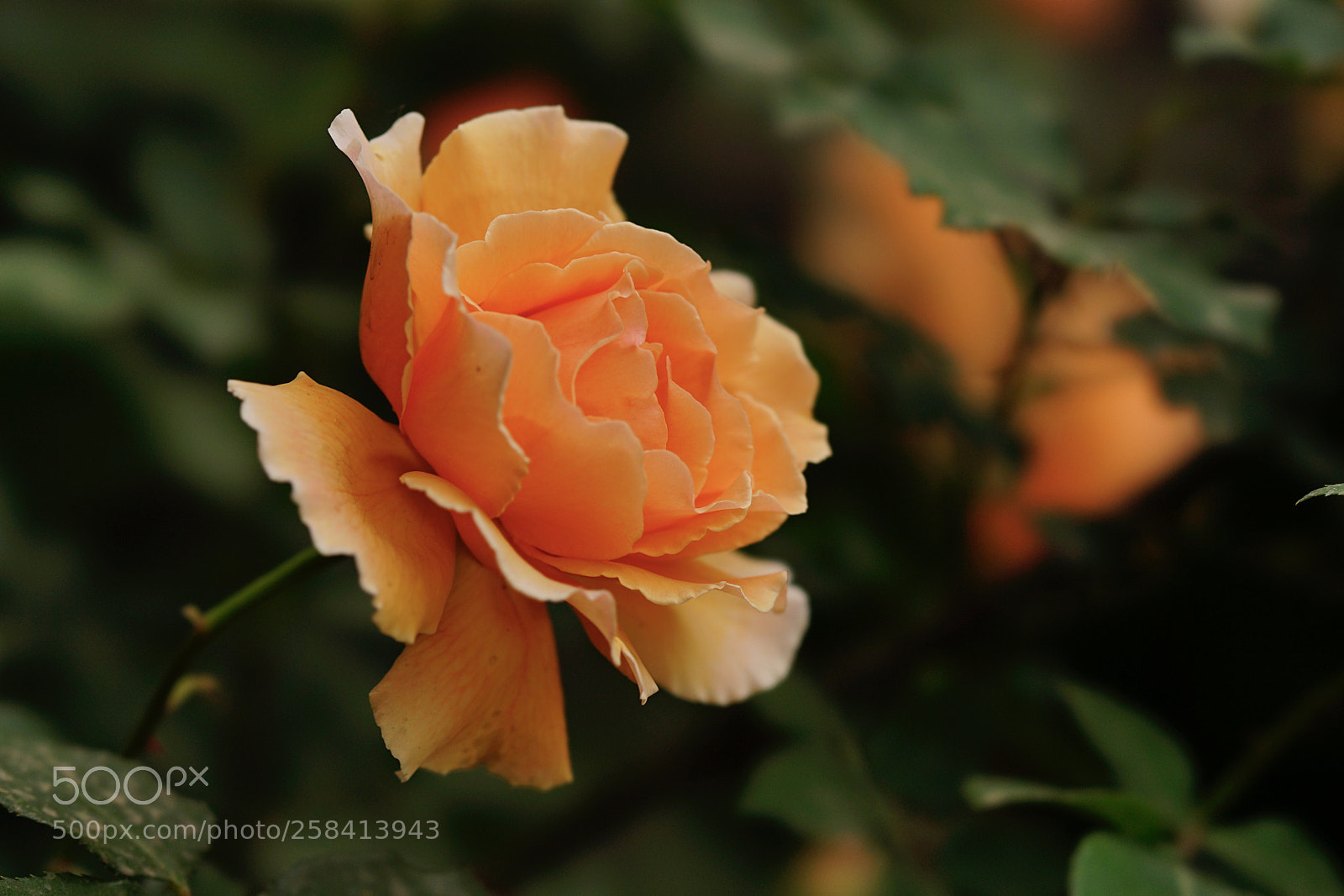 Sony a7 II sample photo. 掩映 photography