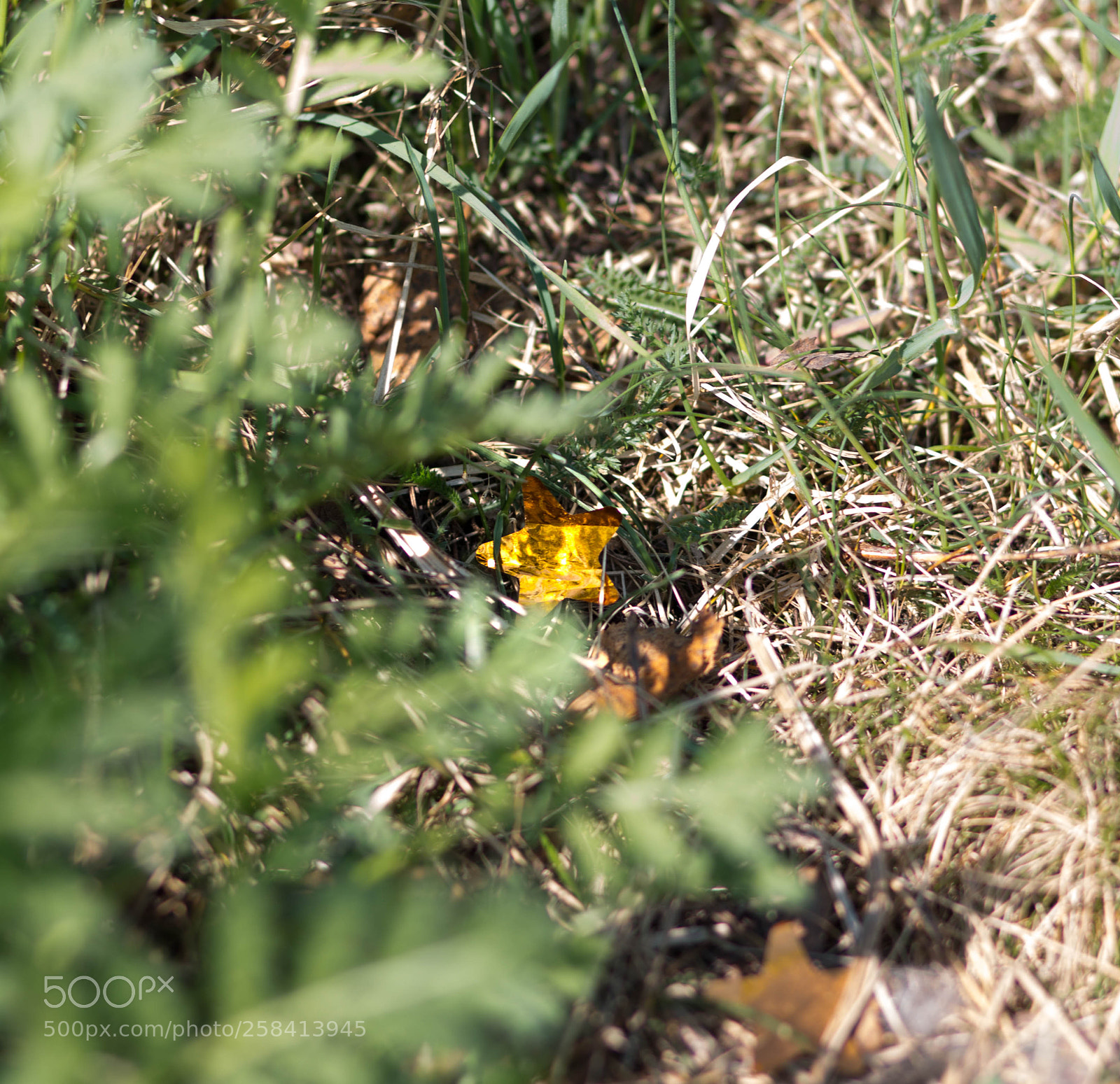 Canon EOS 6D sample photo. The fallen star photography