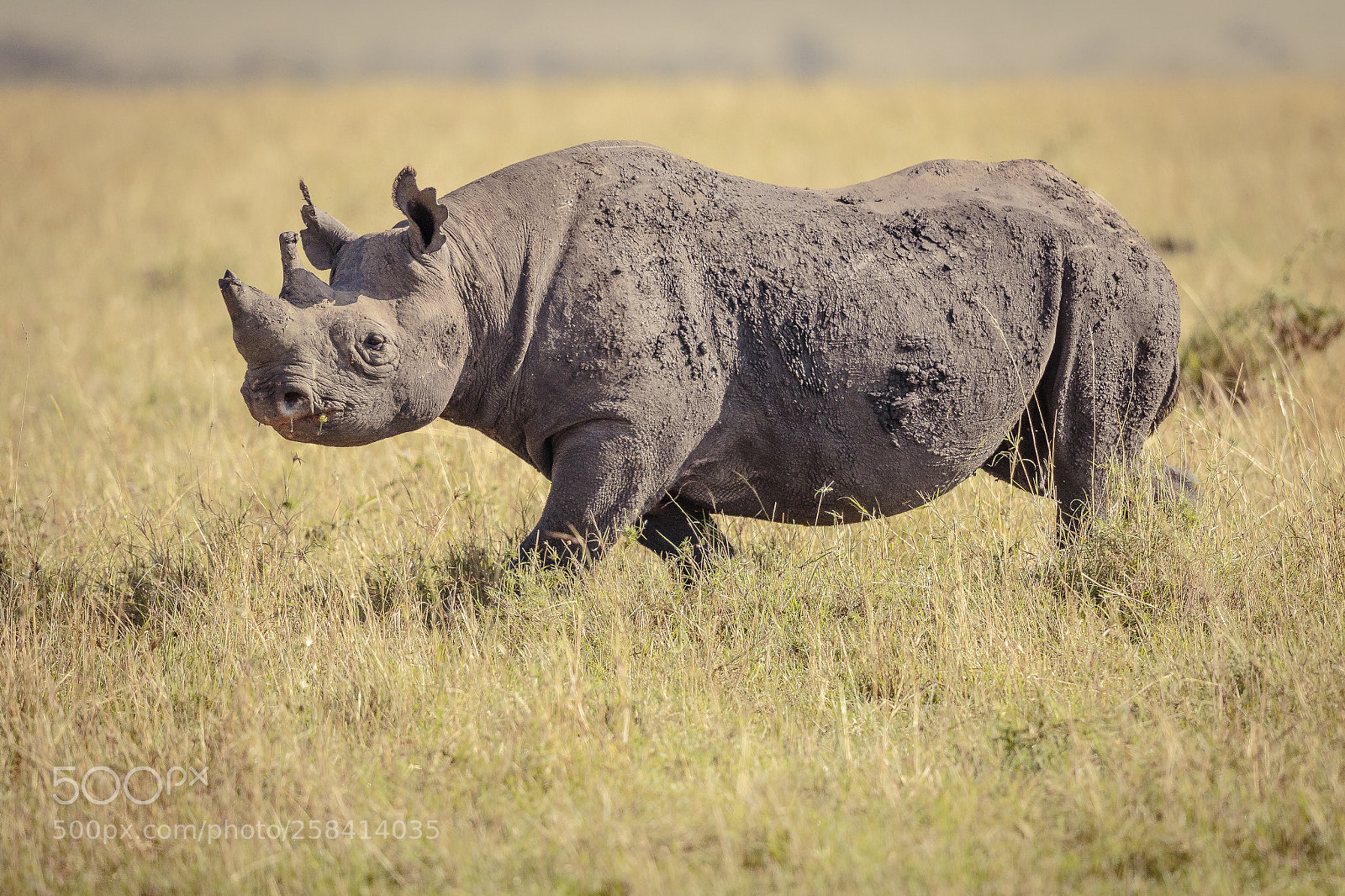 Canon EOS 7D Mark II sample photo. Black rhino of the photography