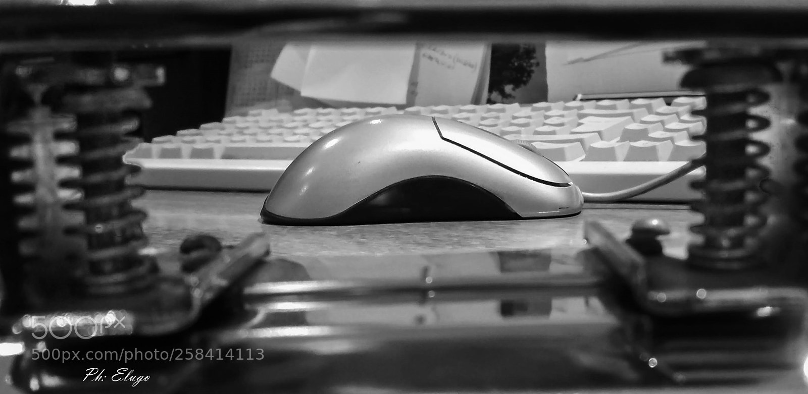 Xiaomi Redmi 4X sample photo. Help, a mouse loose photography