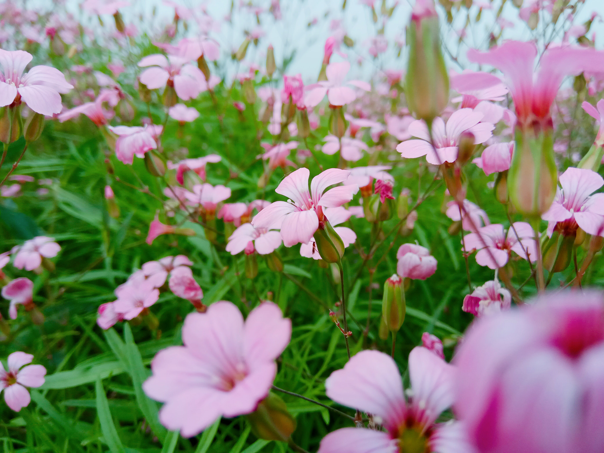Xiaomi Redmi Note 4X sample photo. 花海 photography