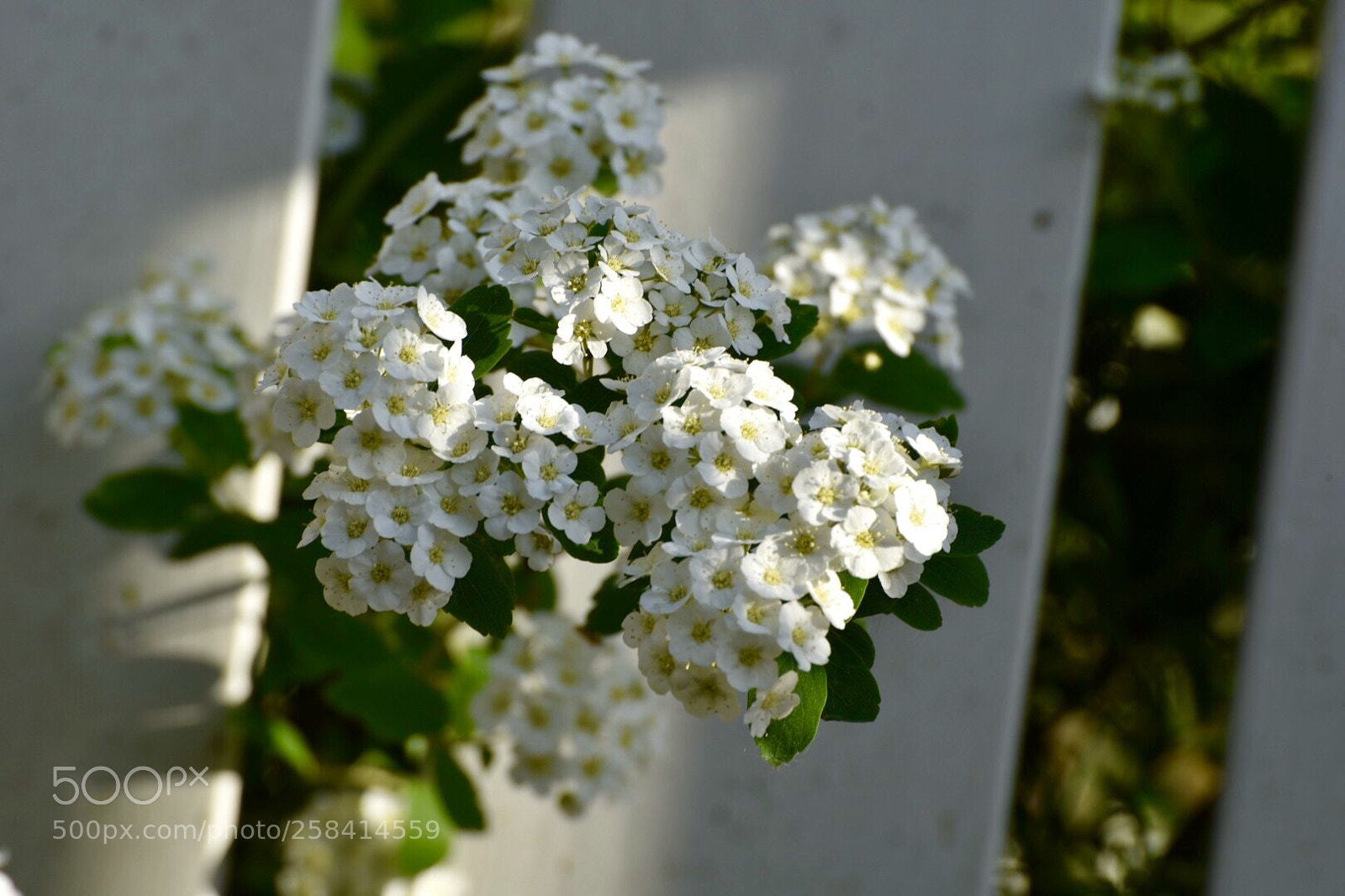 Nikon D750 sample photo. Summer in glucksburg photography