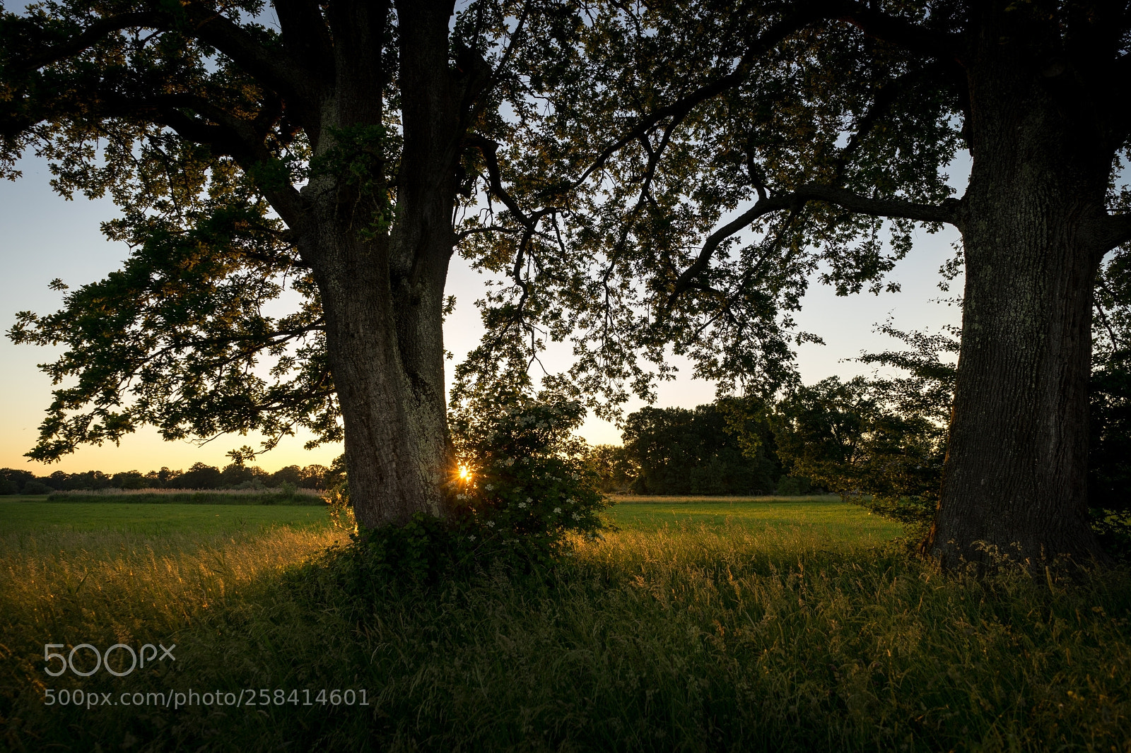 Sony a7 II sample photo. Lachsgang sunset stroll photography