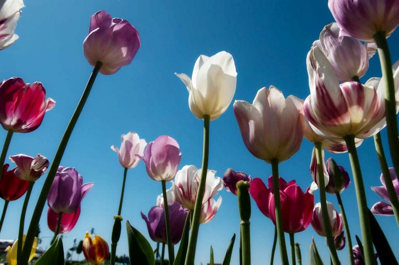 Pentax K20D sample photo. Tulpen / tulips photography