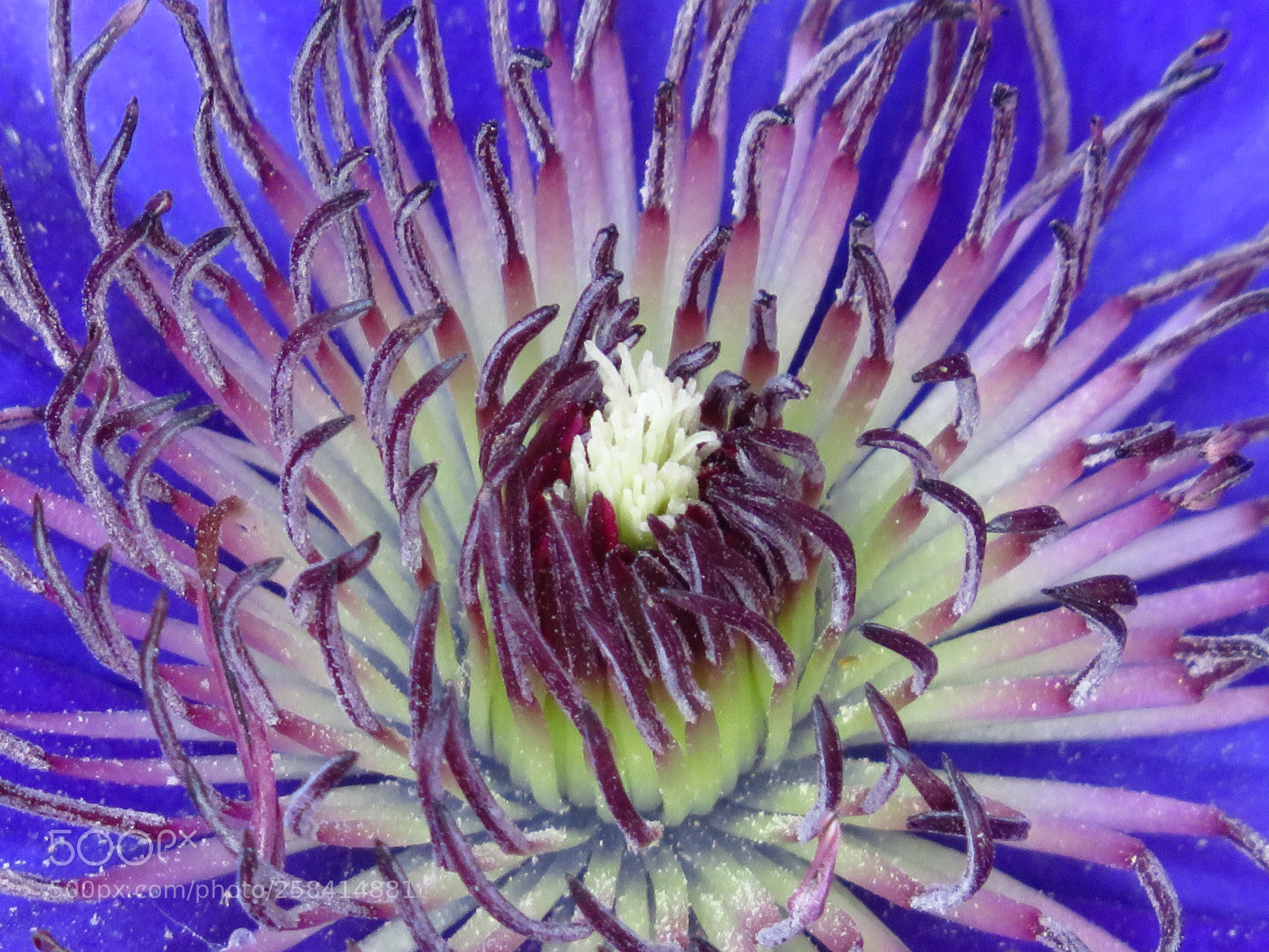 Canon PowerShot SX540 HS sample photo. Clematis photography