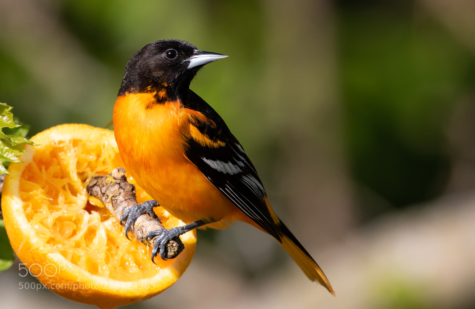 Canon EOS 7D Mark II sample photo. Baltimore oriole watching the photography