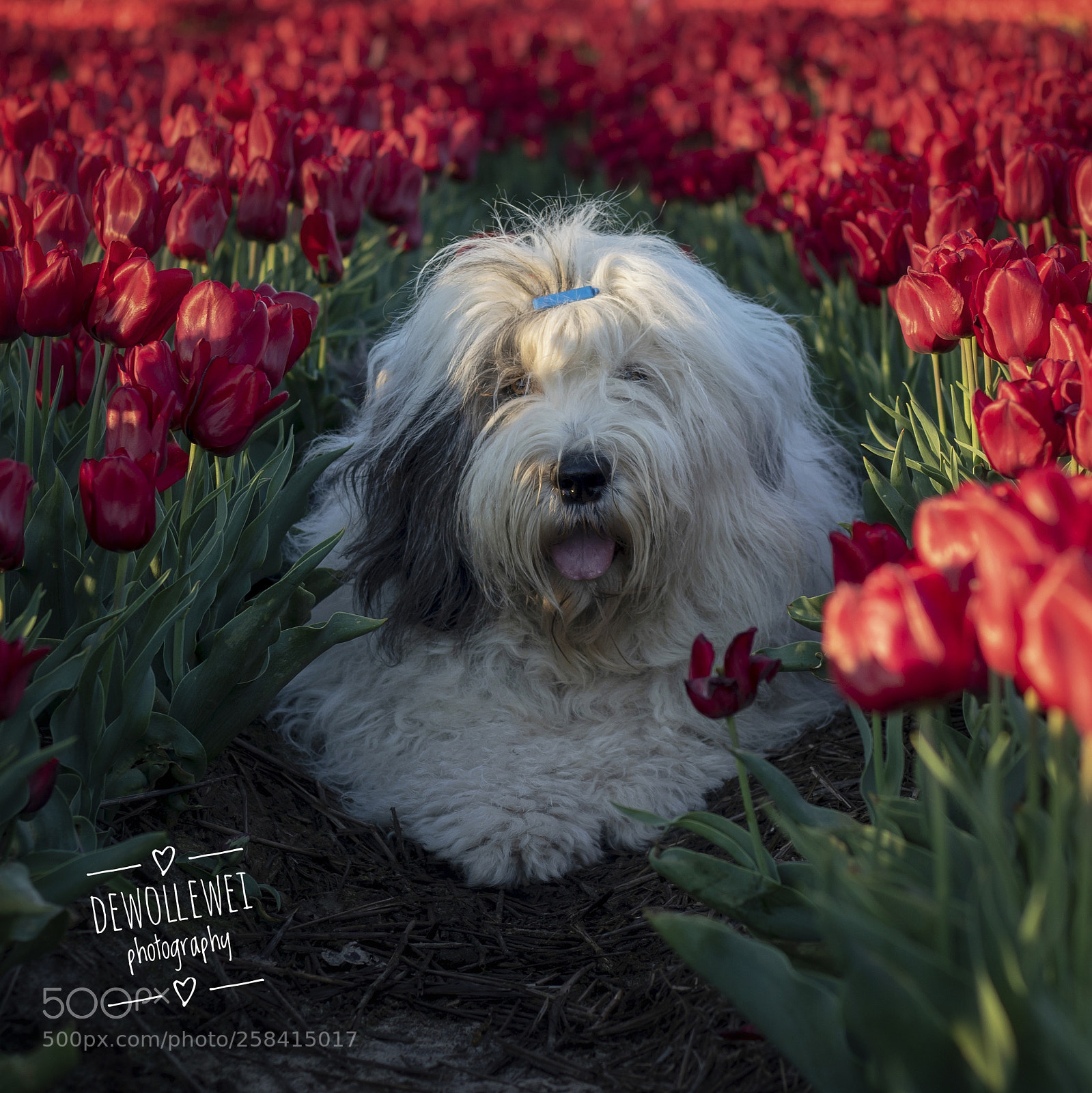 Canon EOS 7D Mark II sample photo. Scarlett photography