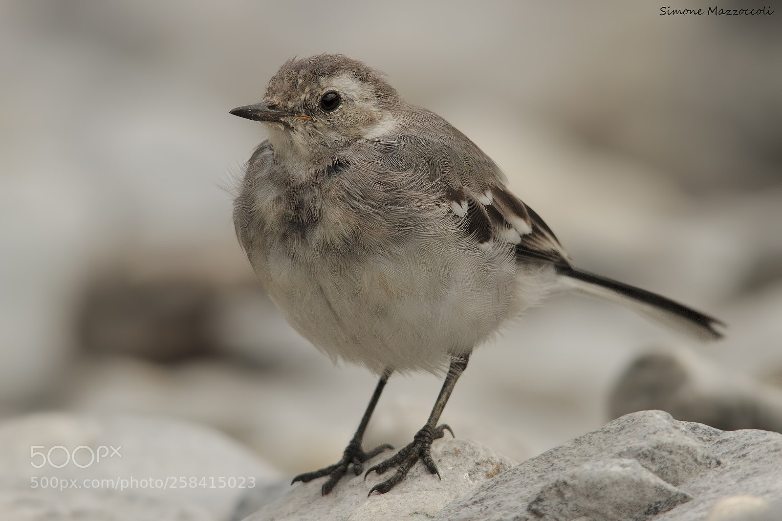 Canon EOS 7D sample photo. White wagtail photography