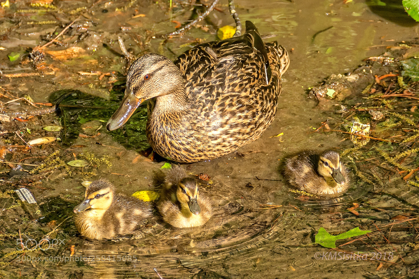 Nikon D5200 sample photo. Mariner park photography