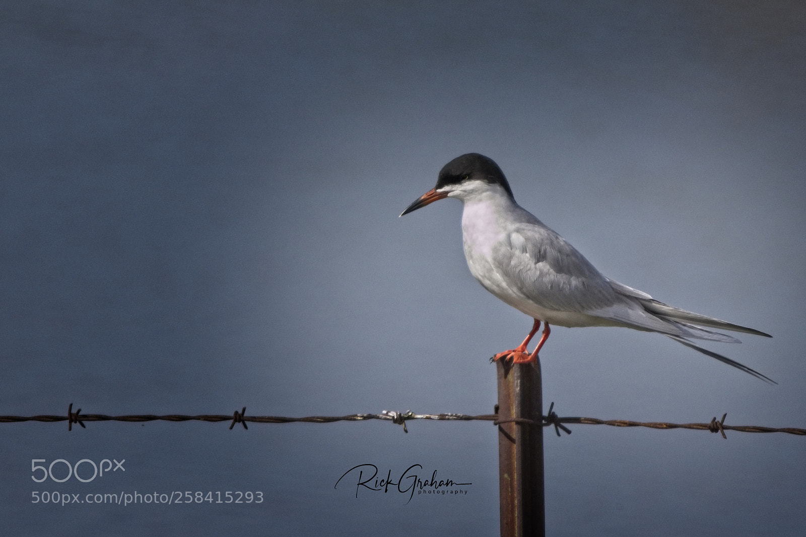 Canon EOS 80D sample photo. Forsters tern photography