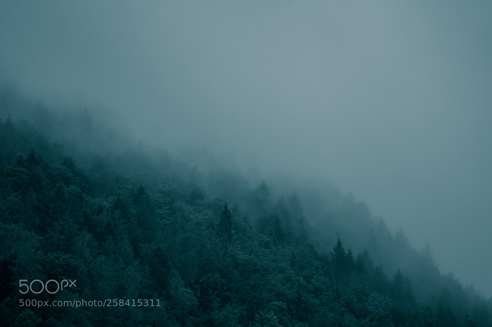 Sony a6000 sample photo. Moody forrest photography