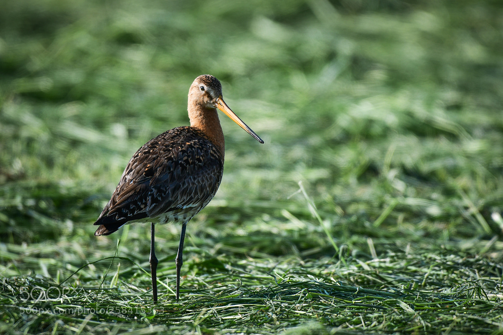 Nikon D7500 sample photo. Godwit in freshly cut photography
