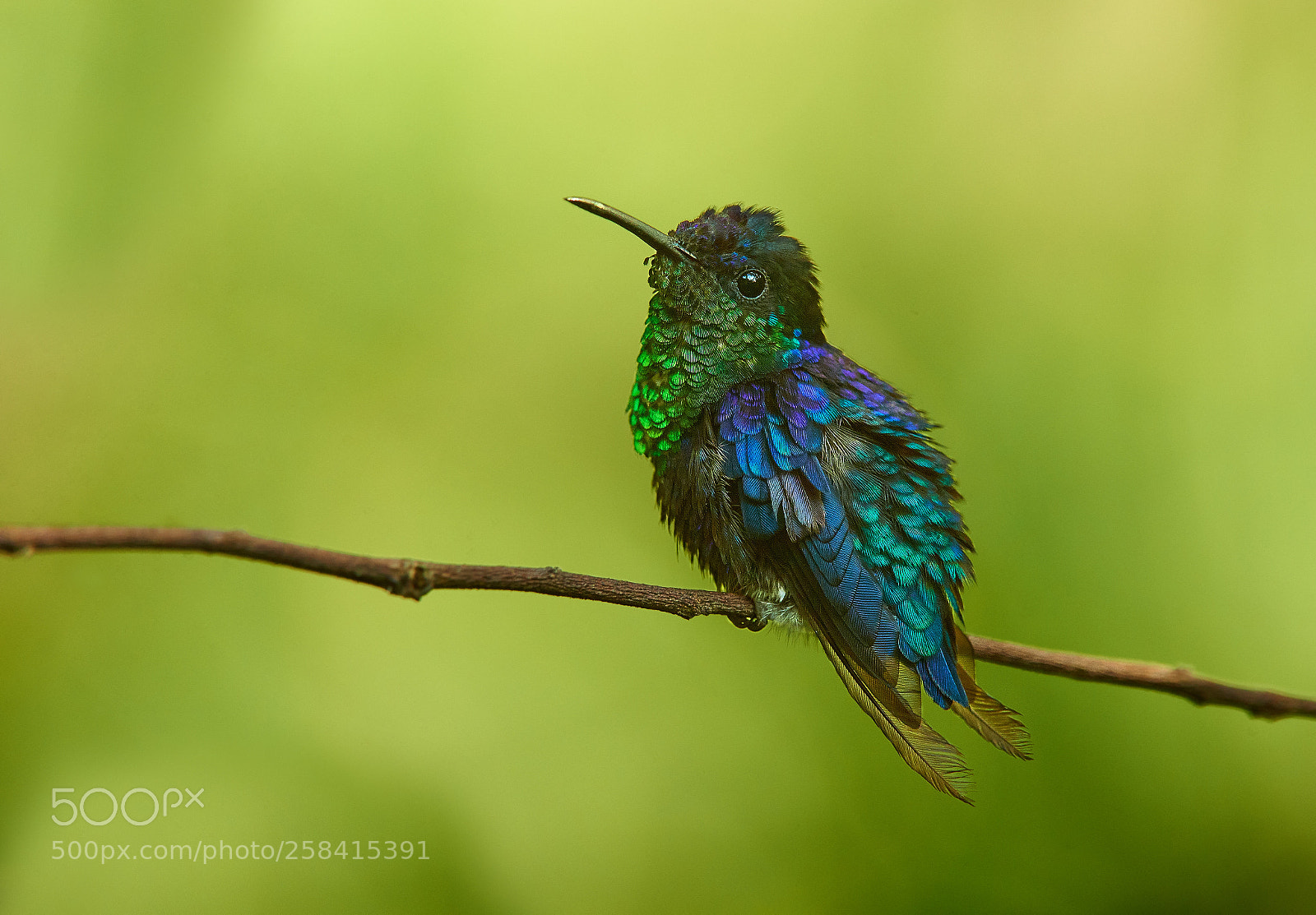 Nikon D600 sample photo. Violet-crowned woodnymph (thalurania colombica) photography