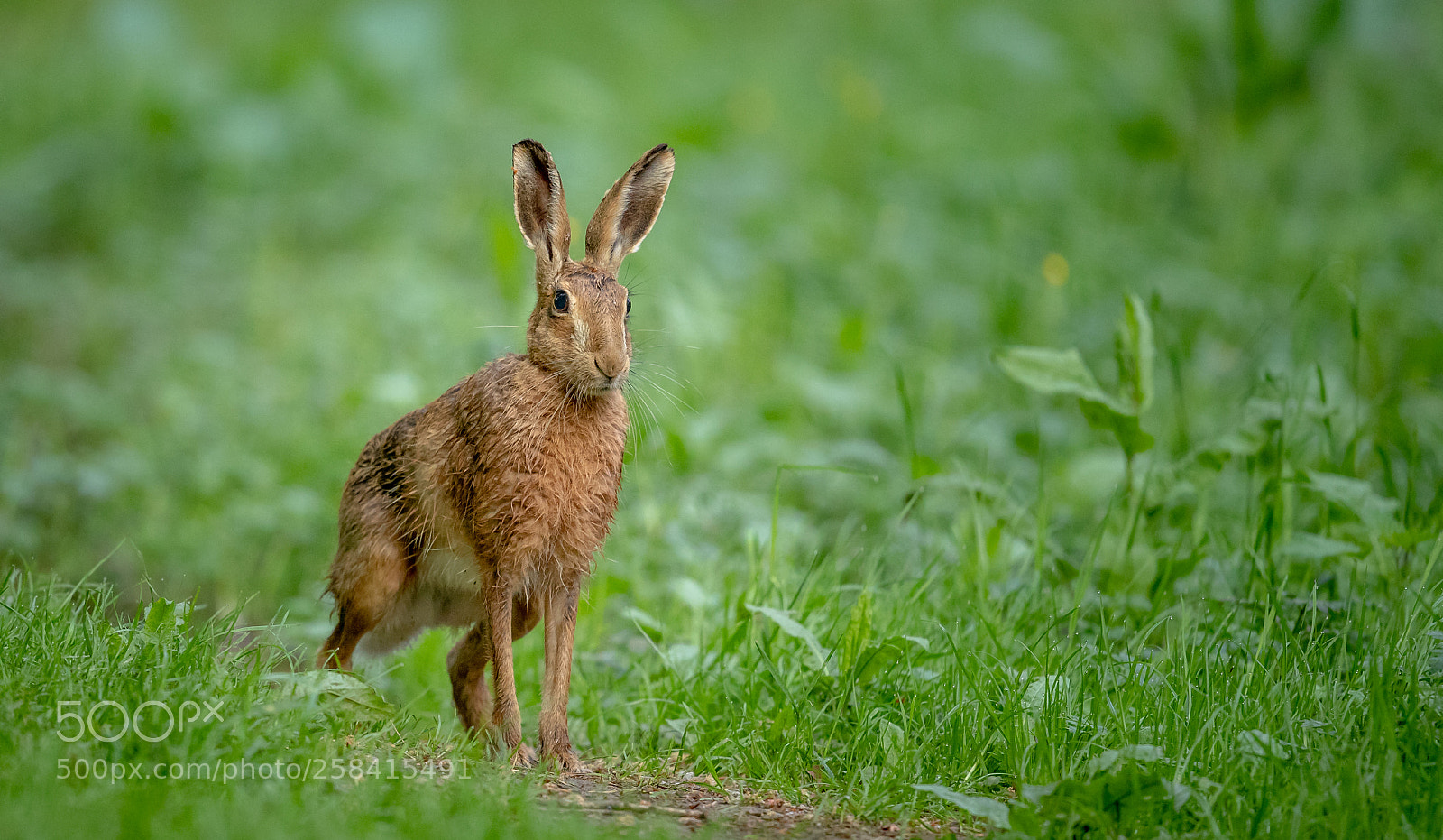 Canon EOS-1D X Mark II sample photo. Hare photography