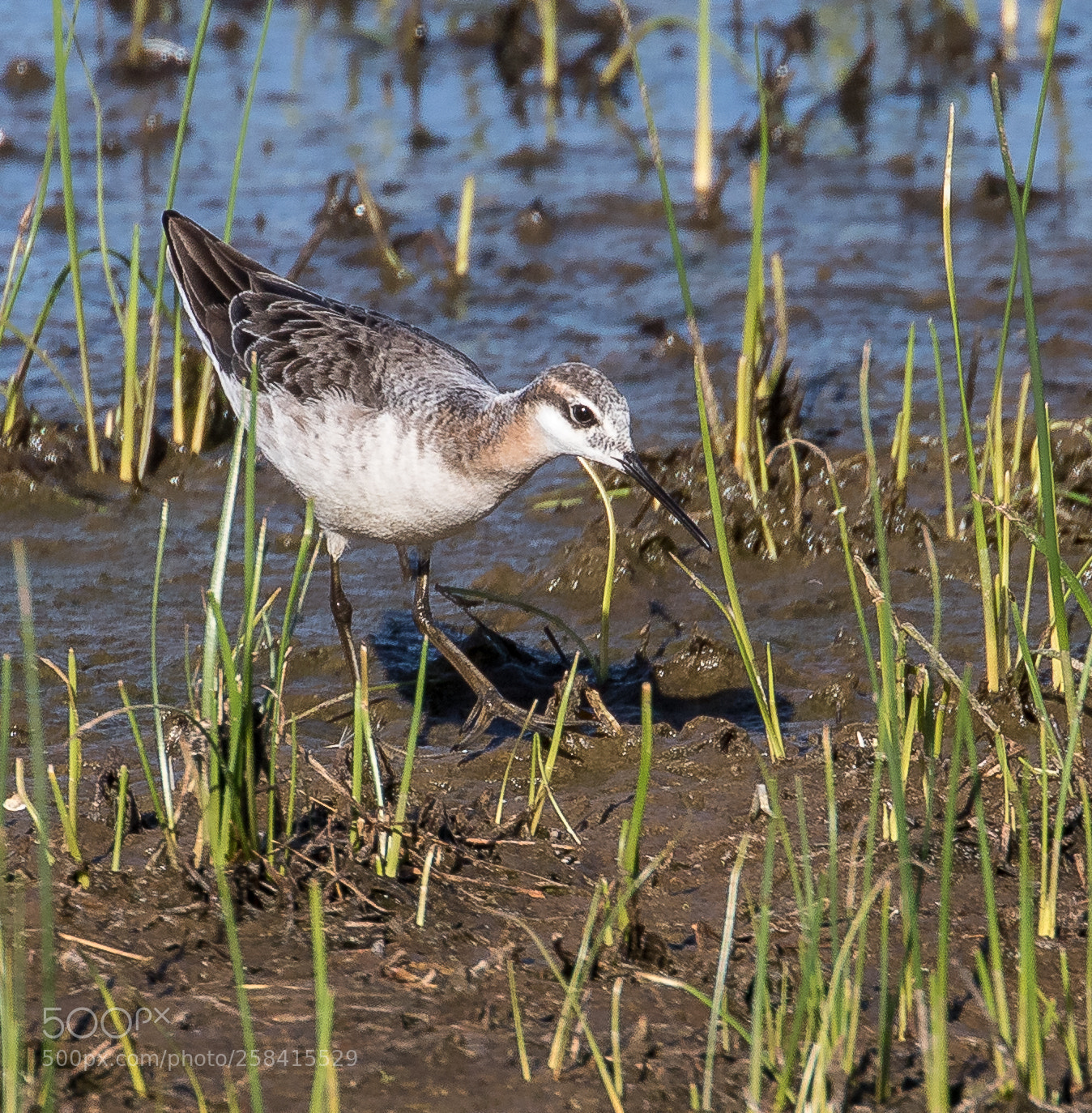 Canon EOS 7D Mark II sample photo. Wilson's phalarope photography