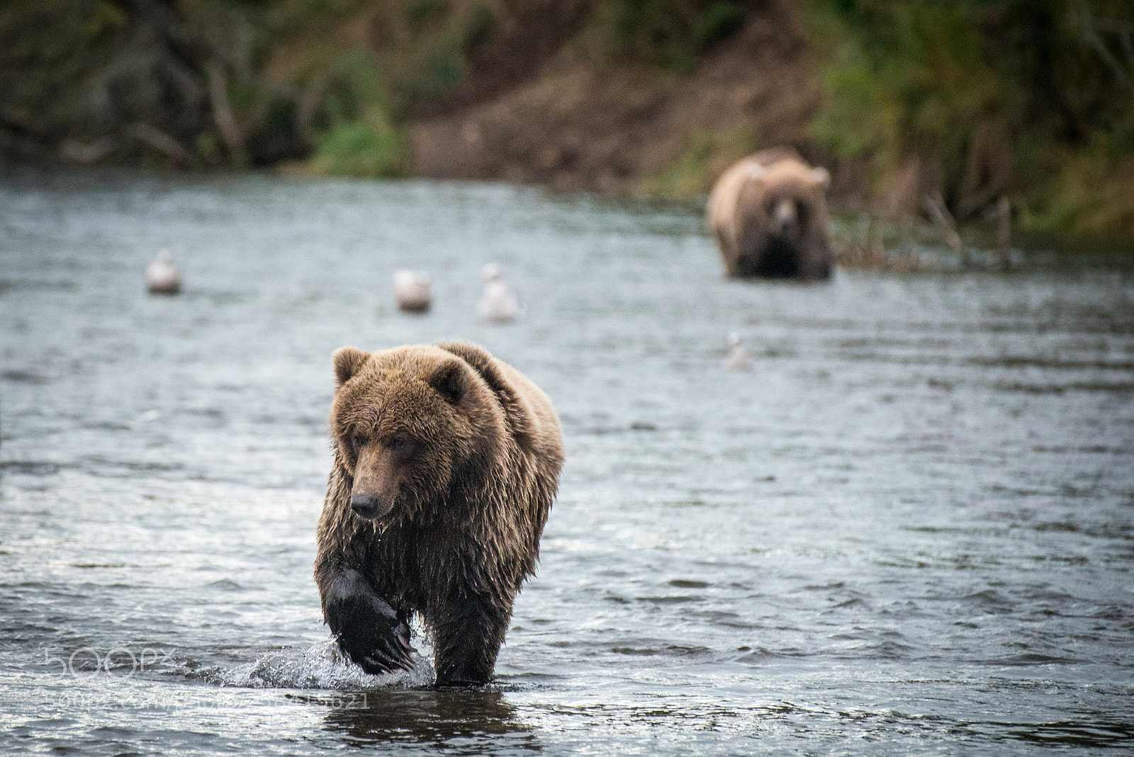 Nikon D750 sample photo. Alaskan brown bears approaching photography