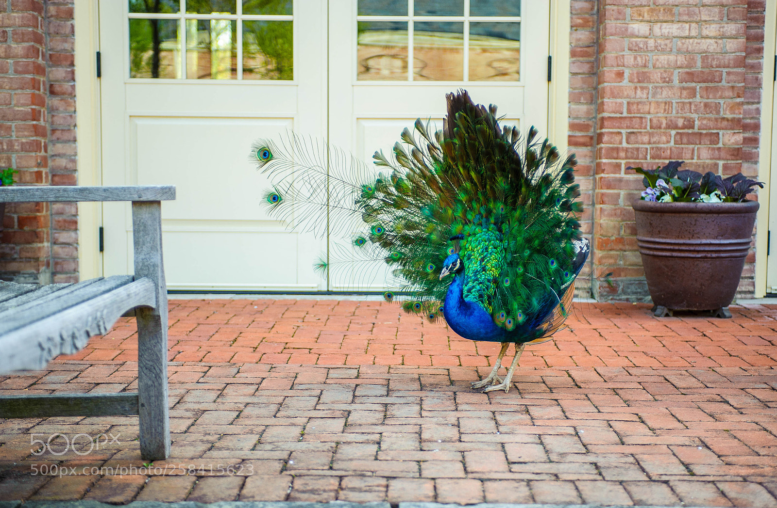 Nikon D700 sample photo. Peacockery photography