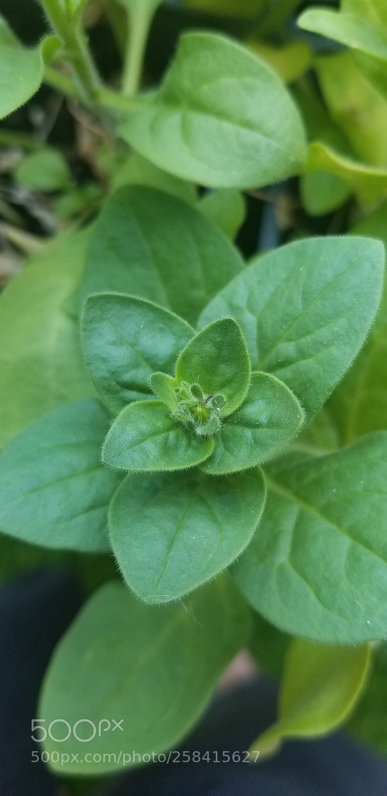 Samsung Galaxy S8 sample photo. Growing flowers photography