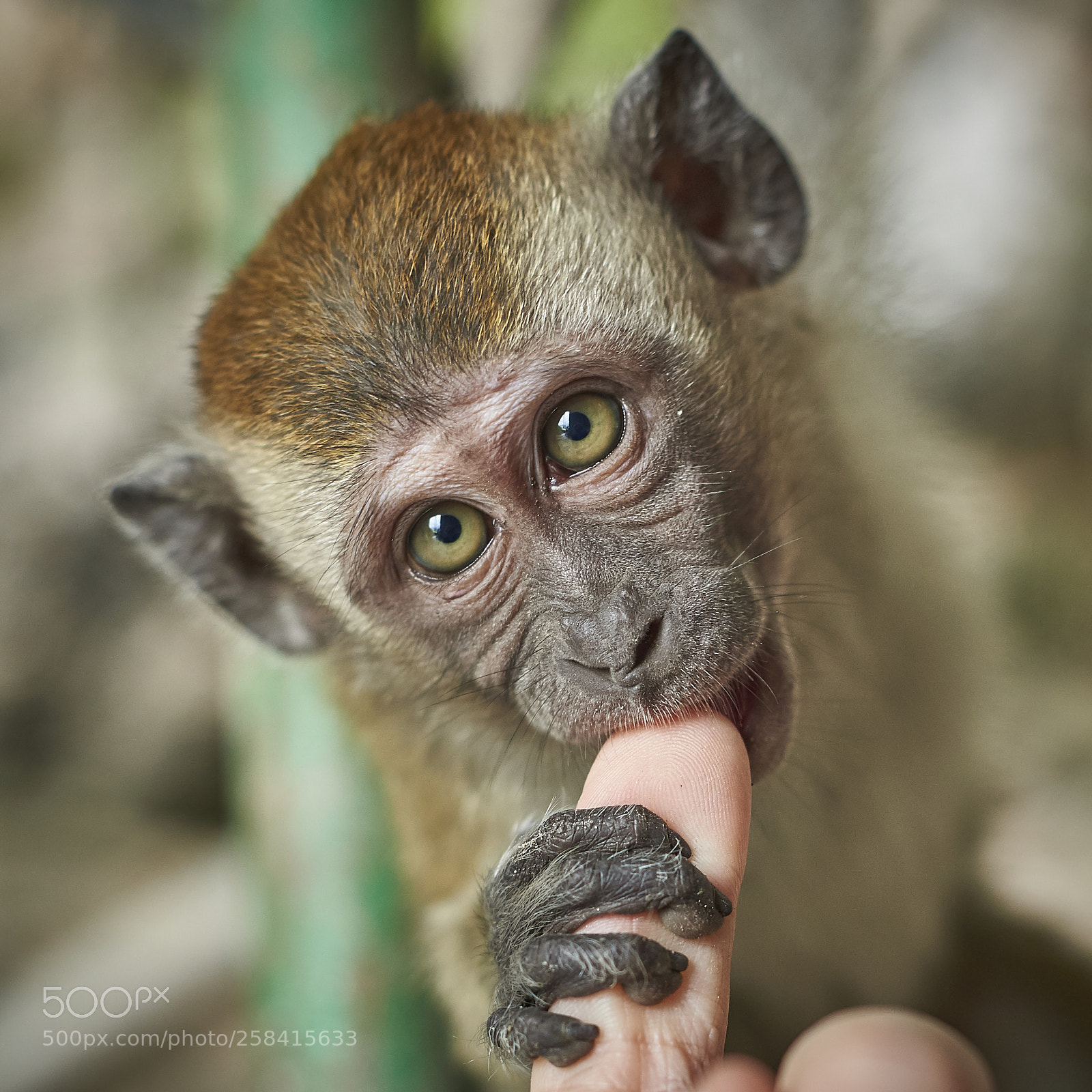 Nikon D750 sample photo. Little guy likes fingers photography