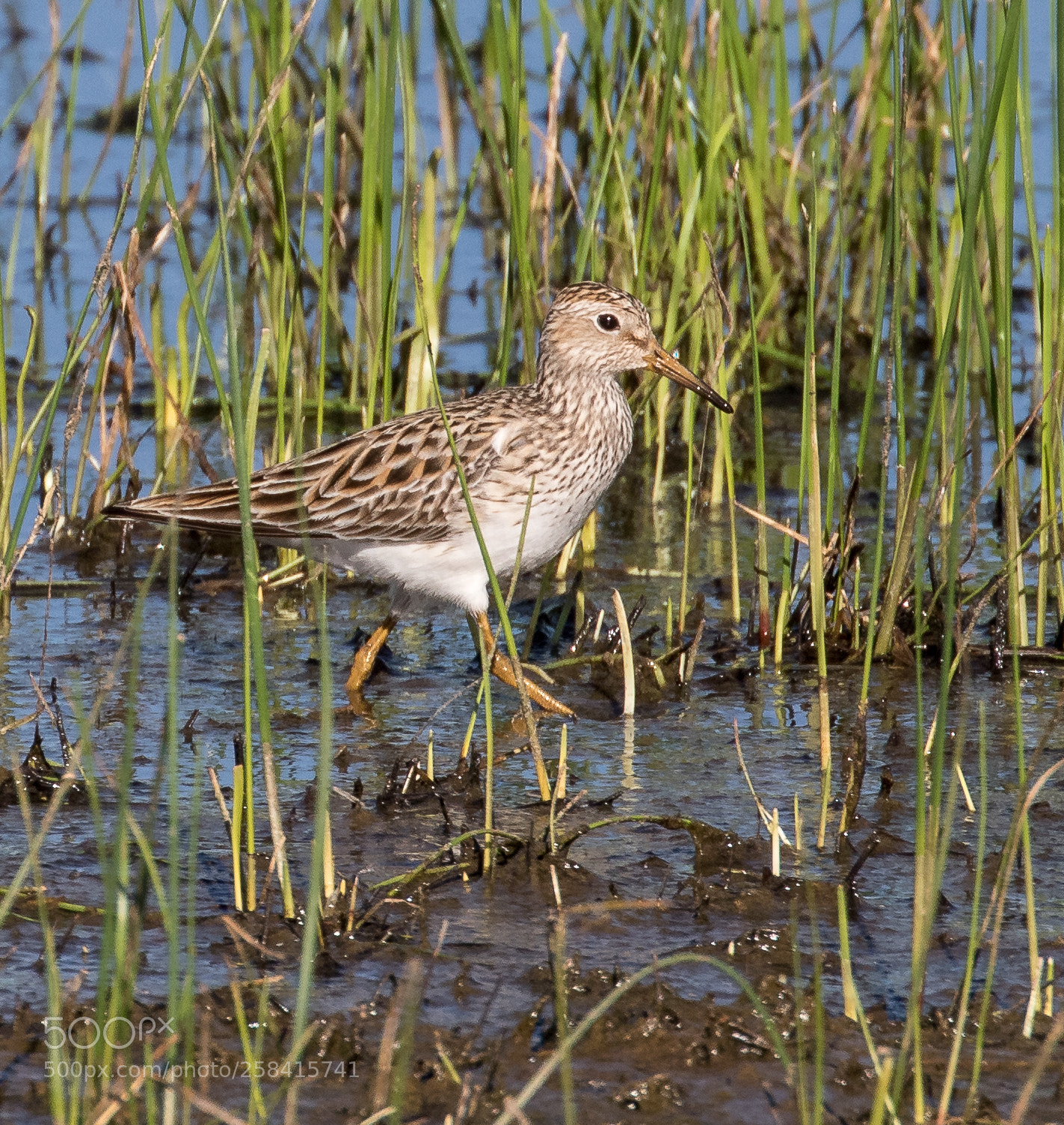 Canon EOS 7D Mark II sample photo. Pectoral sandpiper photography