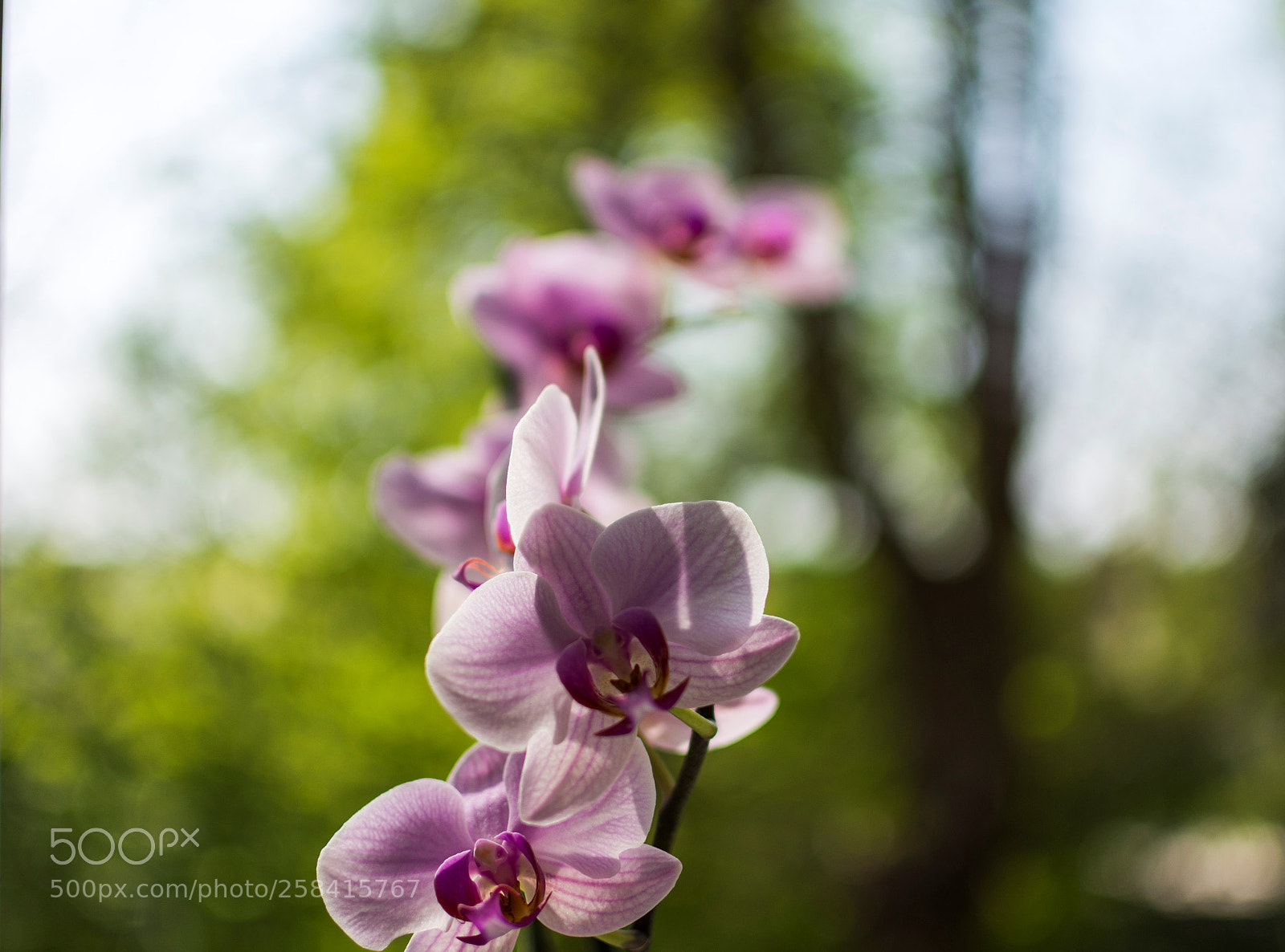 Nikon D7200 sample photo. Pink orchid photography