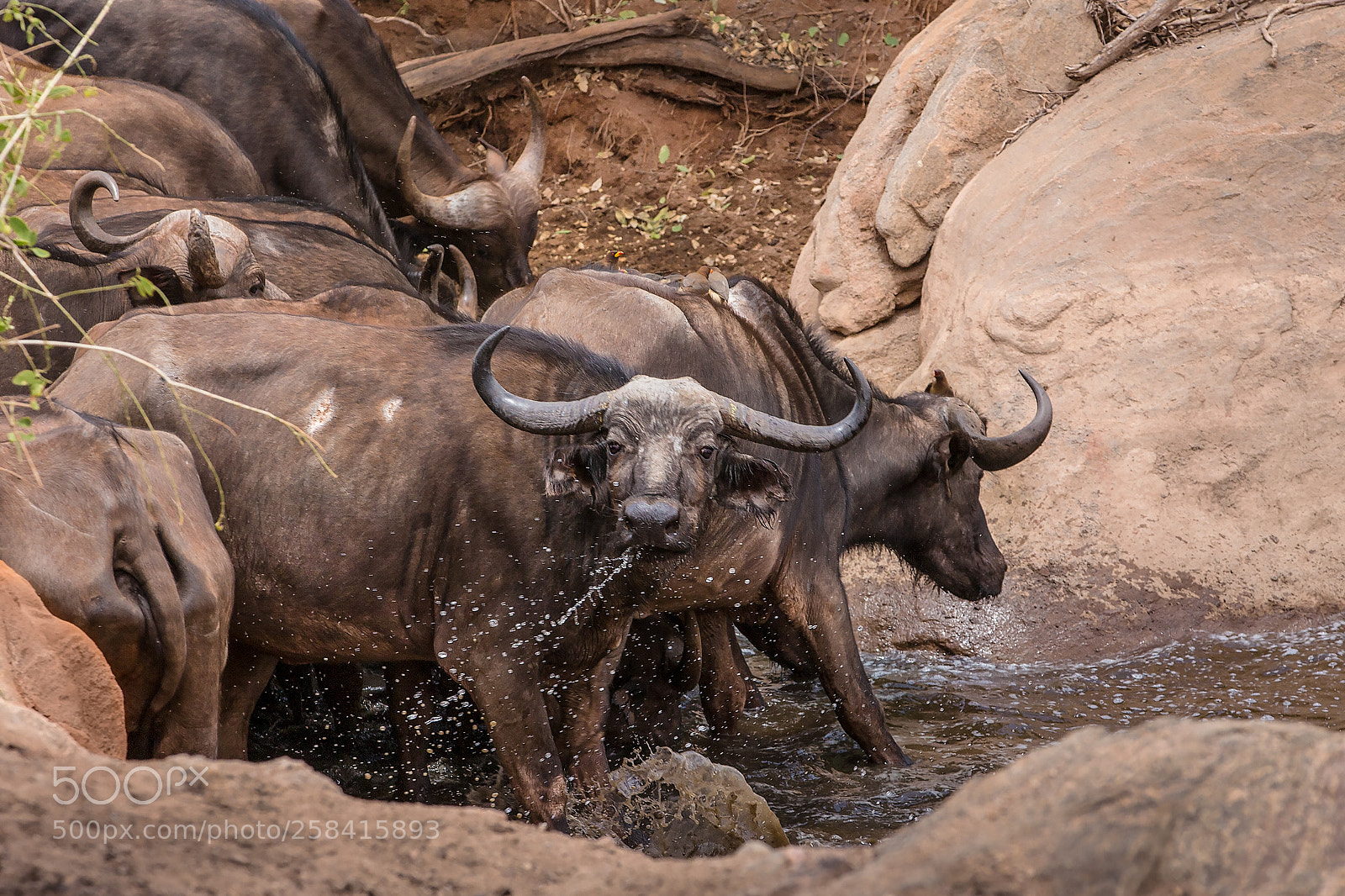 Canon EOS-1D X sample photo. Buffalo at the watering photography