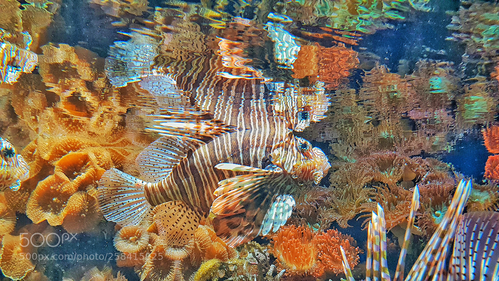 Samsung Galaxy S9+ sample photo. I'd like be a photography