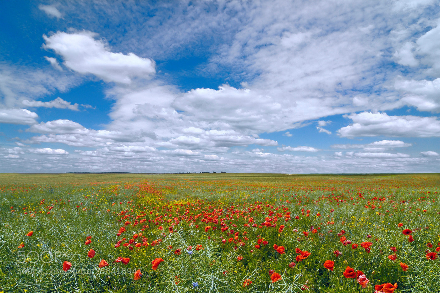 Nikon D300 sample photo. Flowering poppy field photography